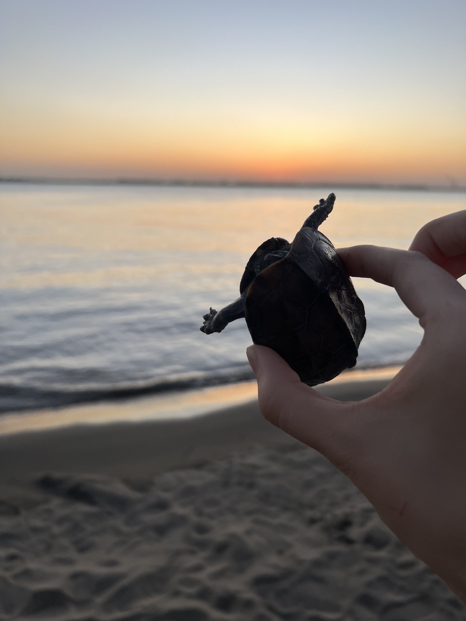 泰兴长江生态湿地与绿色廊道旅行图片 2