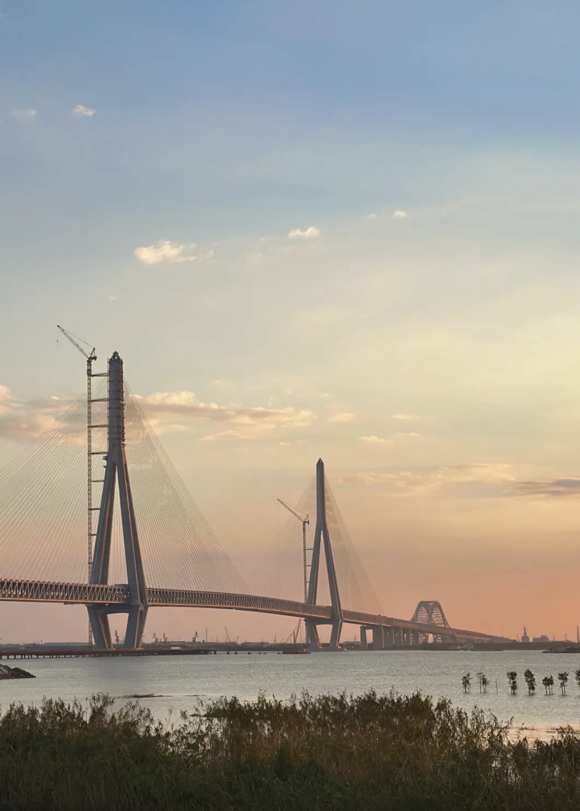 泰兴长江生态湿地与绿色廊道旅行图片 2