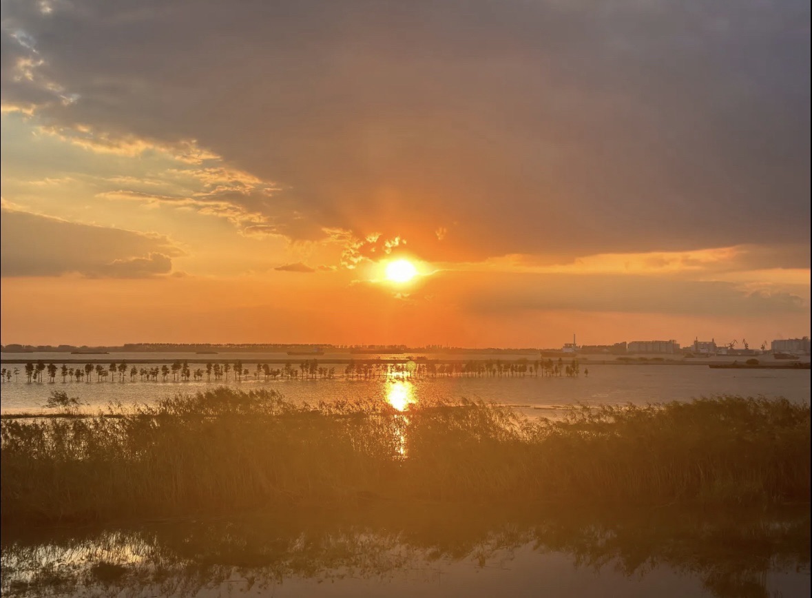 泰兴长江生态湿地与绿色廊道旅行图片 1