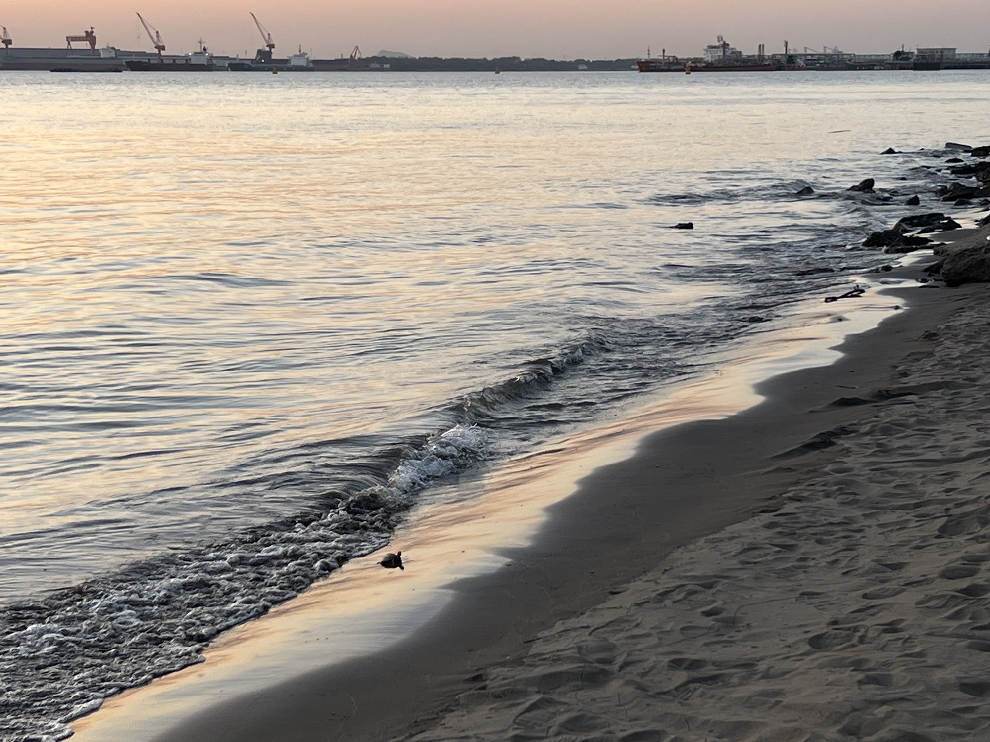 泰兴长江生态湿地与绿色廊道旅行图片 3