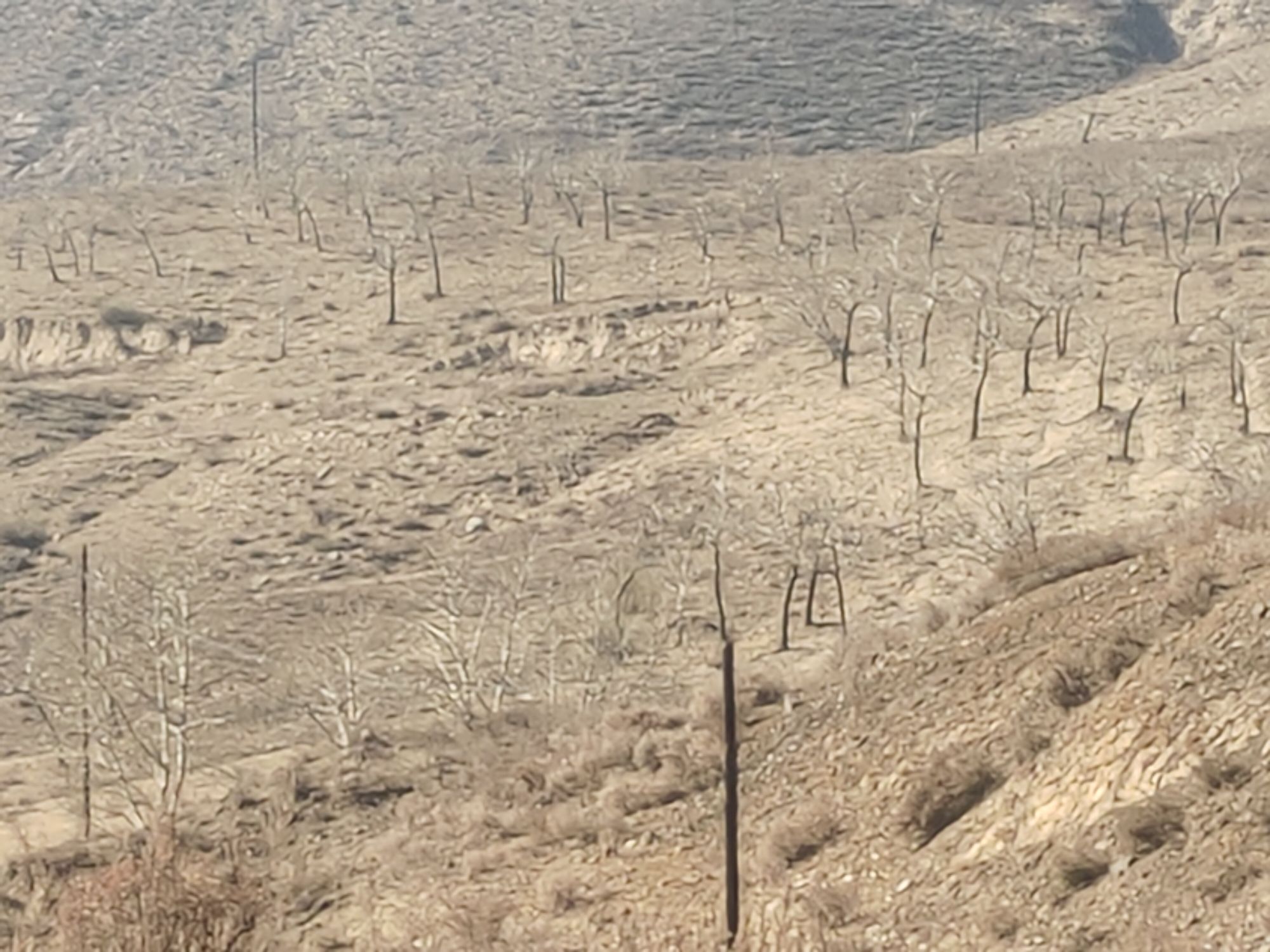 成吉思汗影城旧址旅行图片 1