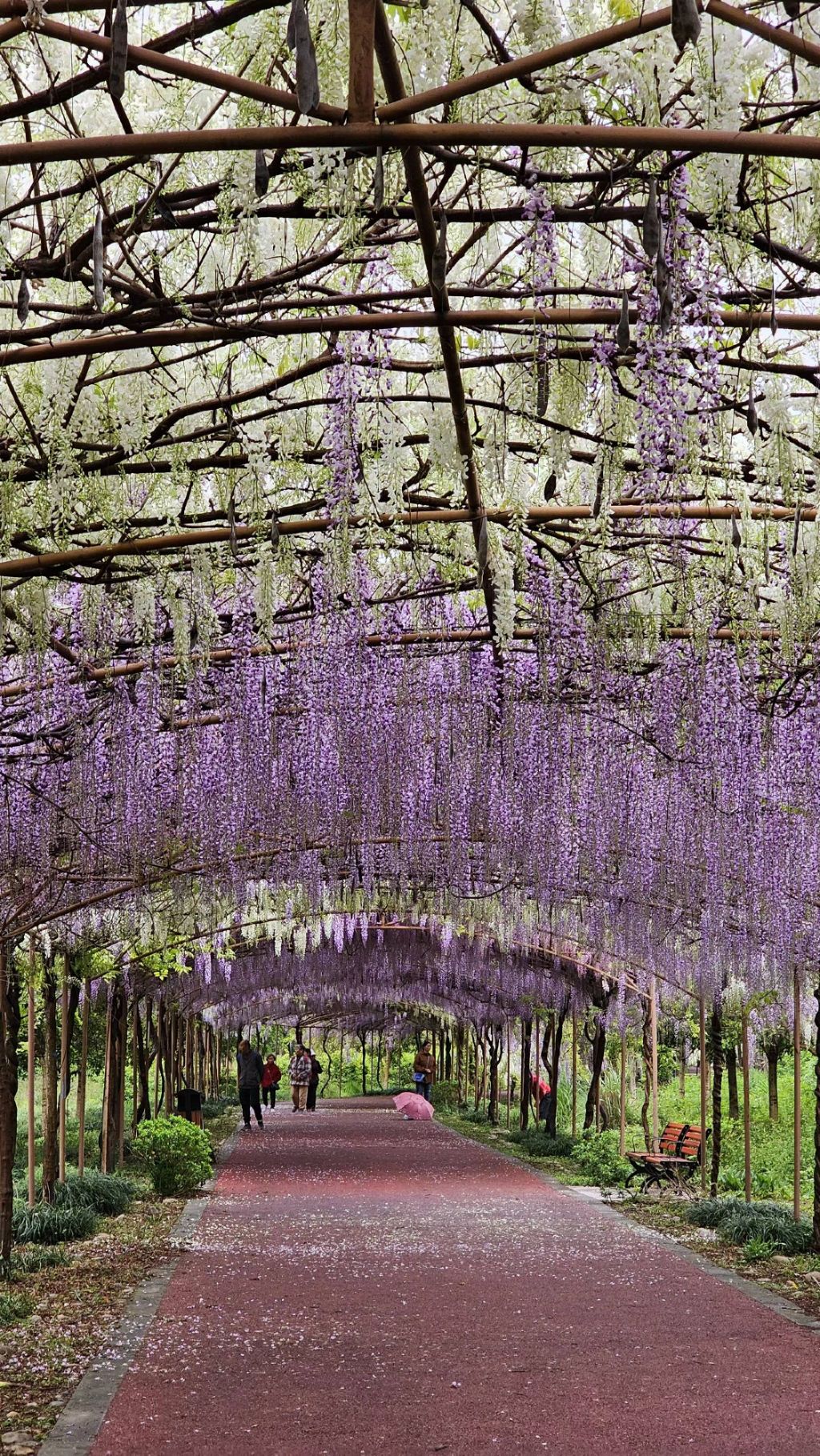 芳华微马公园旅行图片 2