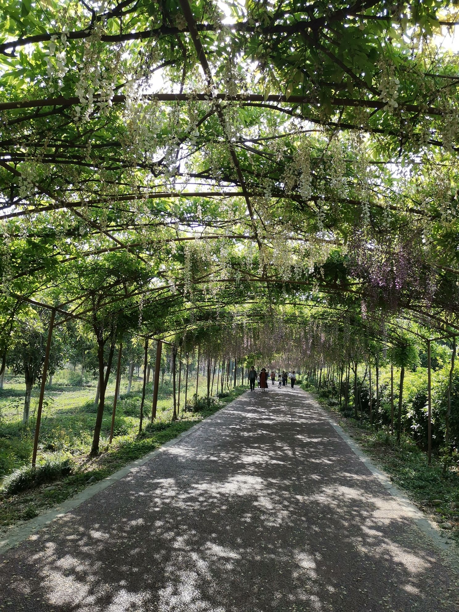 芳华微马公园旅行图片 3