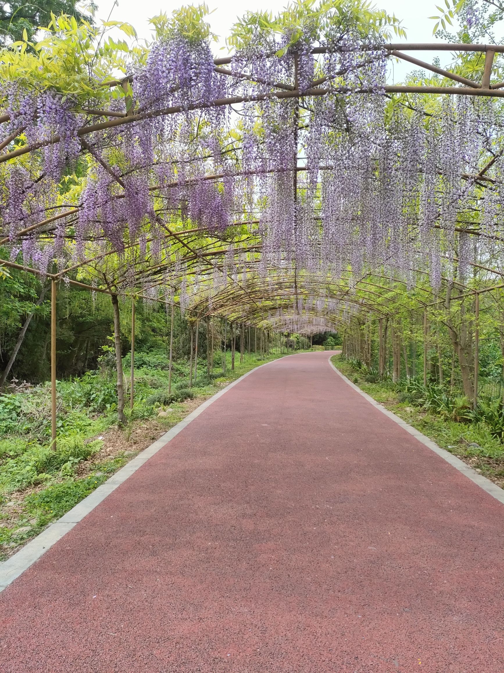 芳华微马公园旅行图片 1
