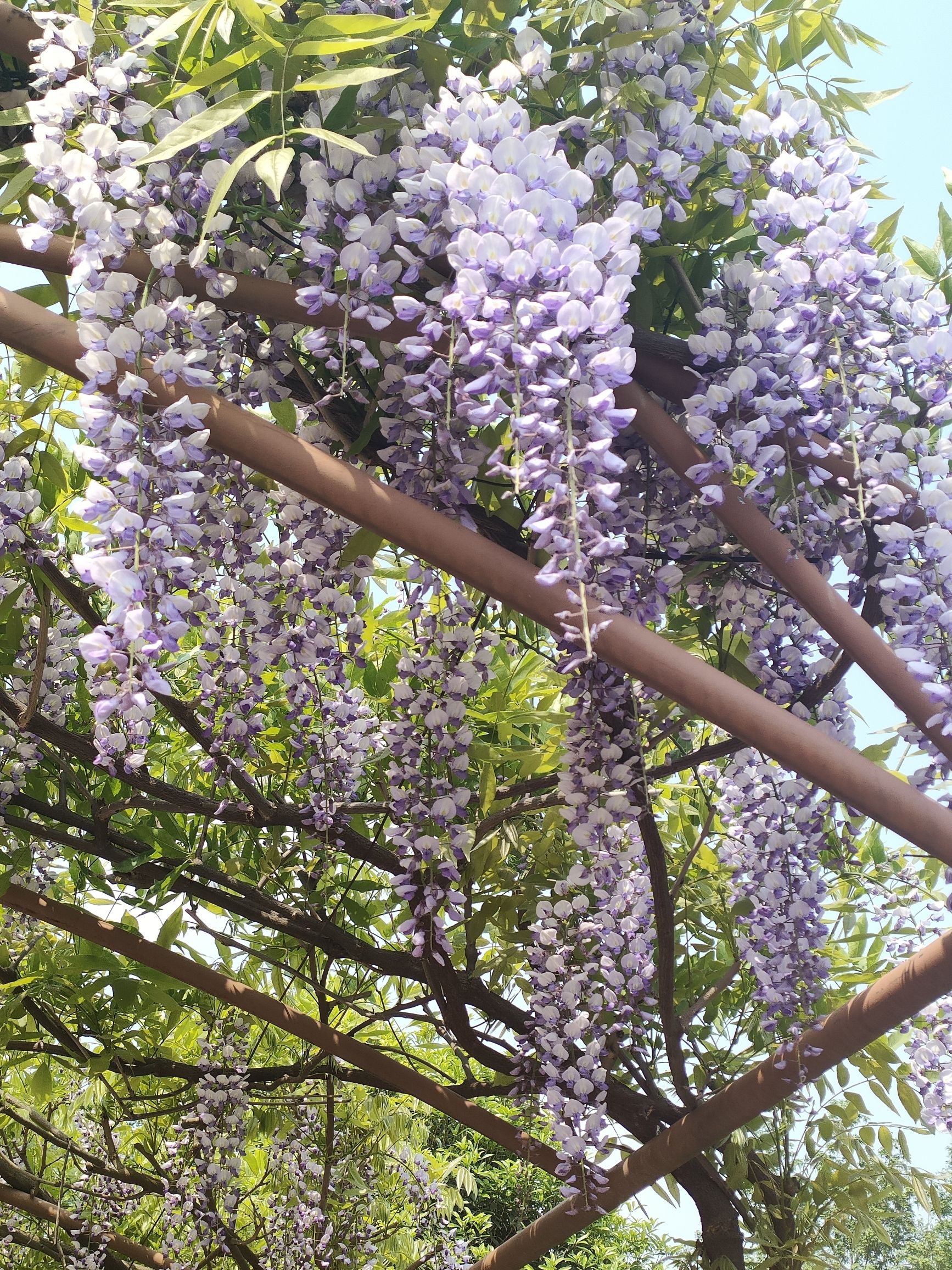 芳华微马公园旅行图片 3