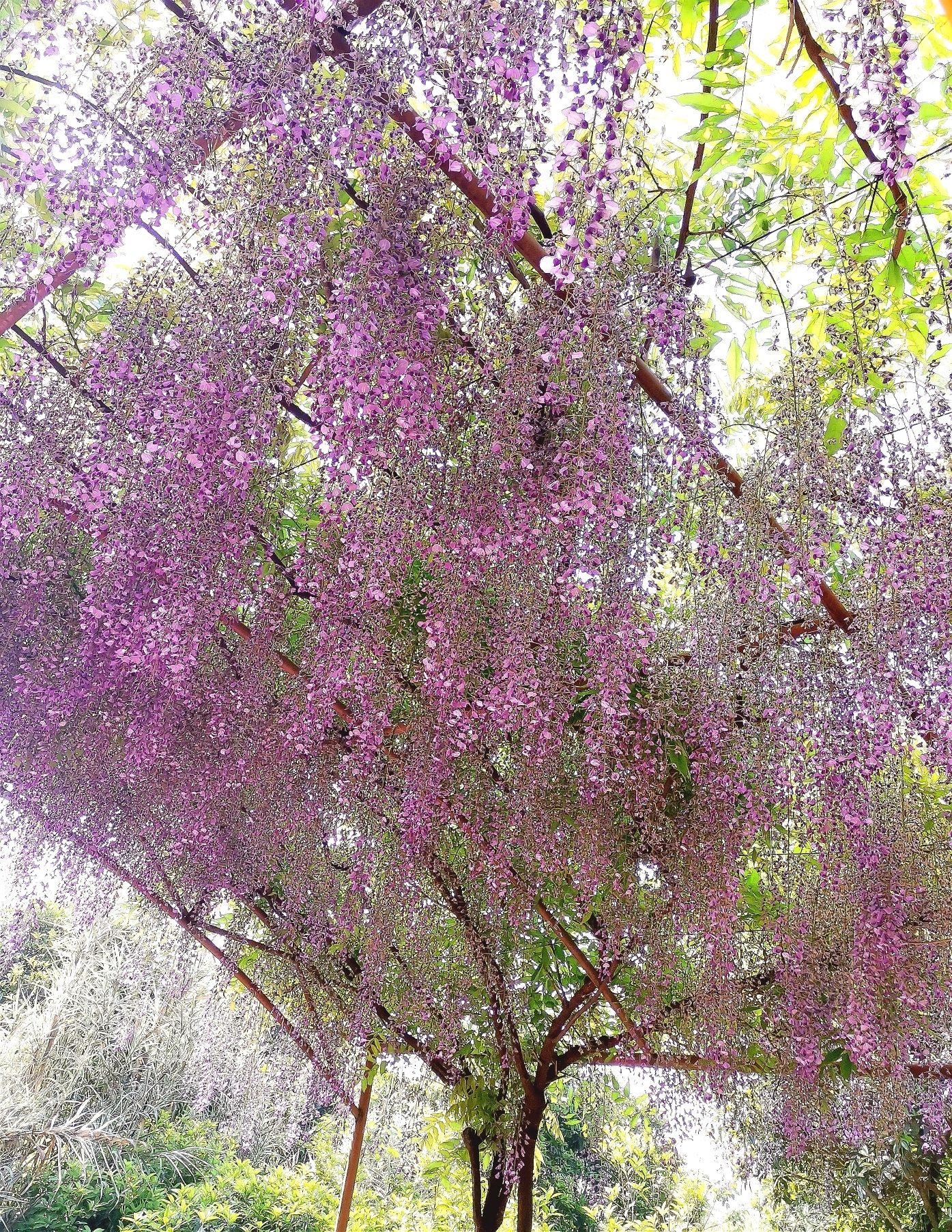 芳华微马公园旅行图片 1