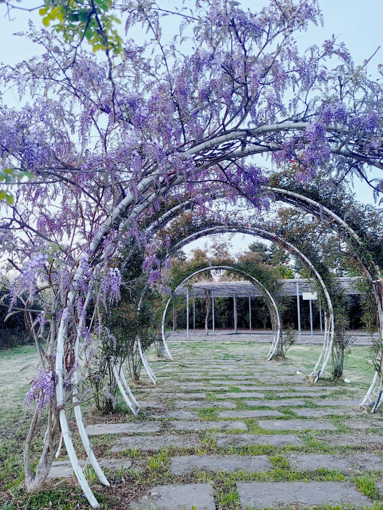 芳华微马公园旅行图片 3