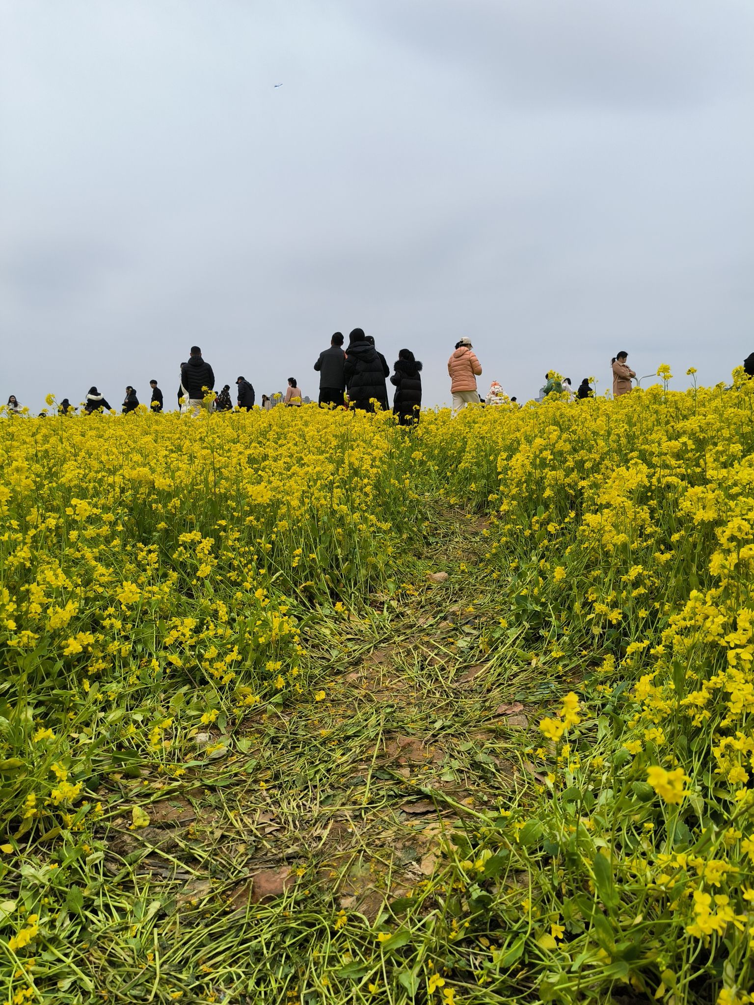 马兰圩湿地公园旅行图片 3