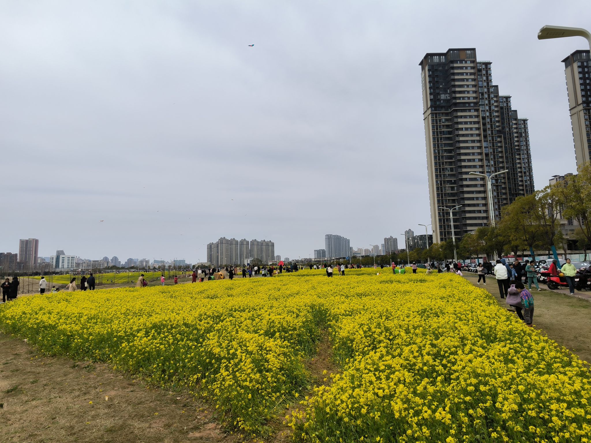 马兰圩湿地公园旅行图片 2