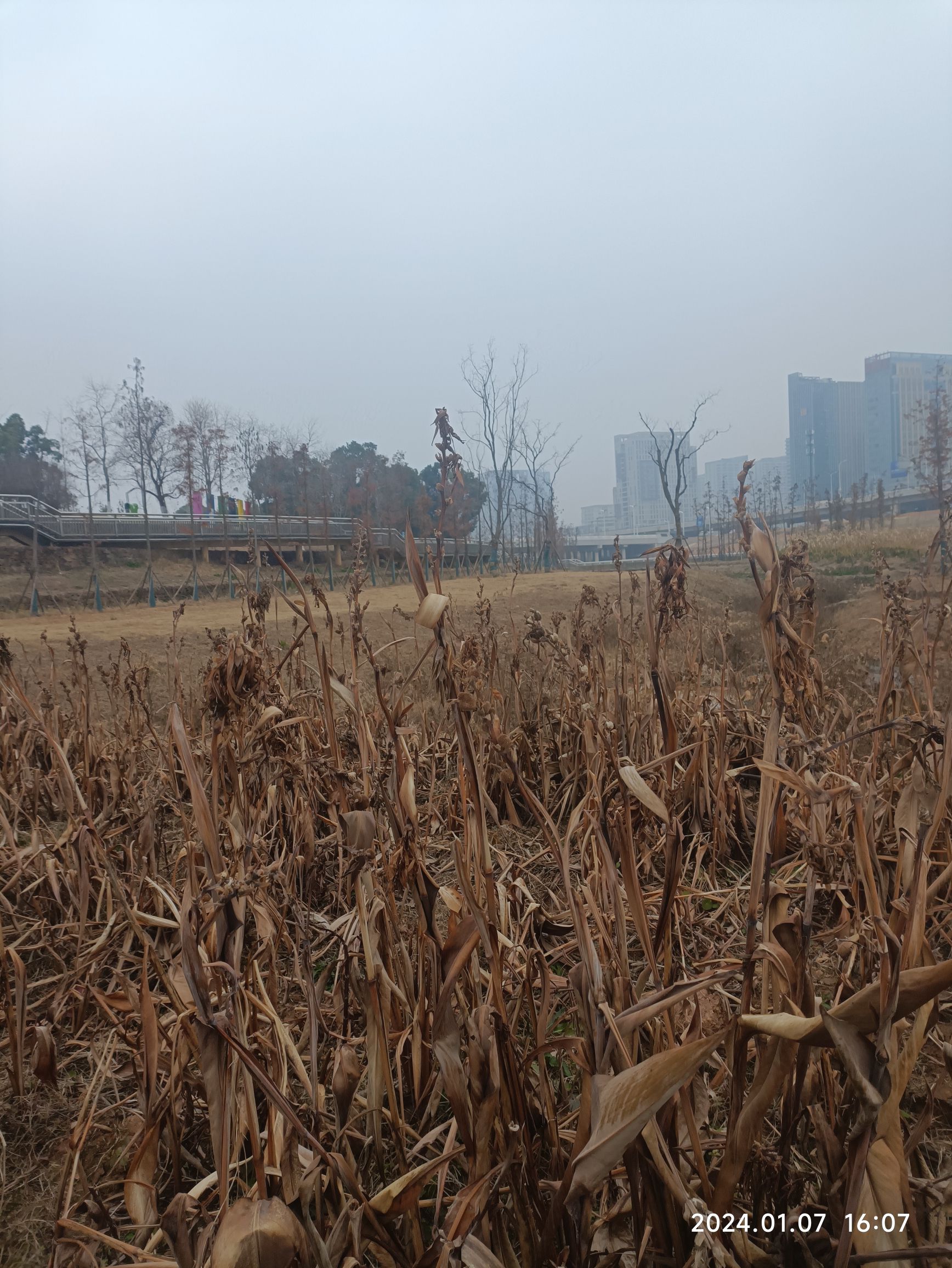 马兰圩湿地公园旅行图片 2