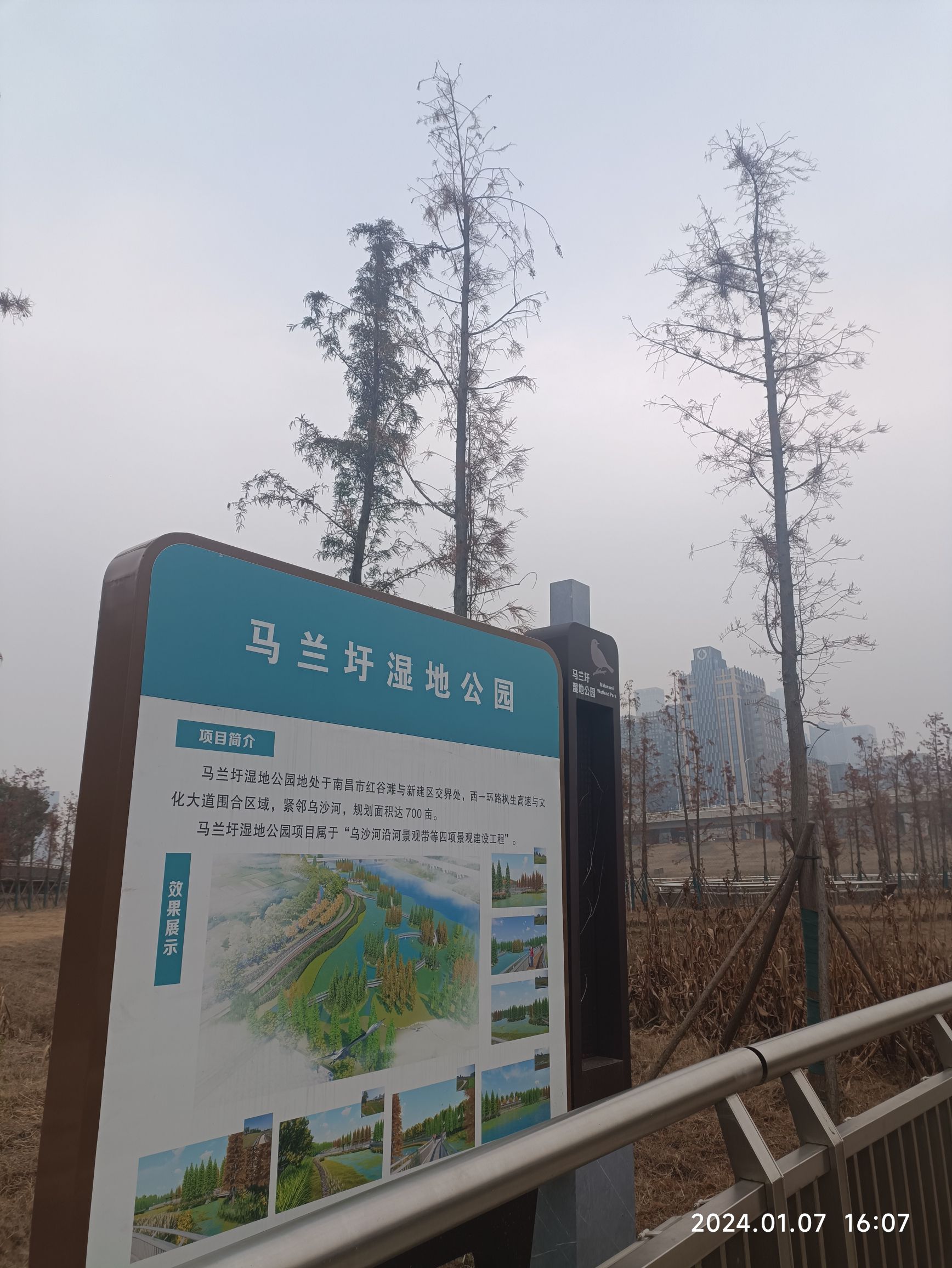 马兰圩湿地公园旅行图片 1