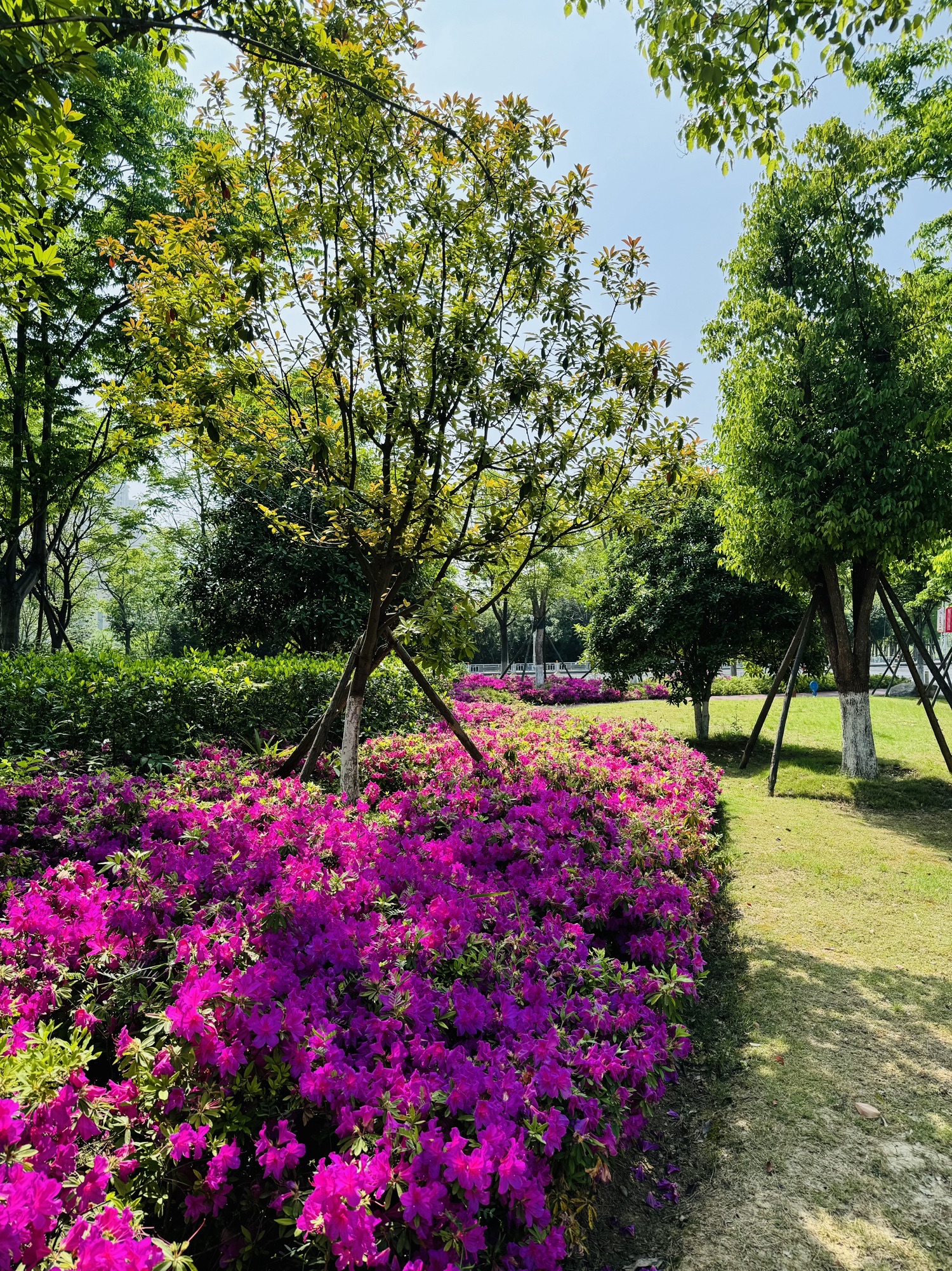 江宁开发区滨河体育公园旅行图片 2