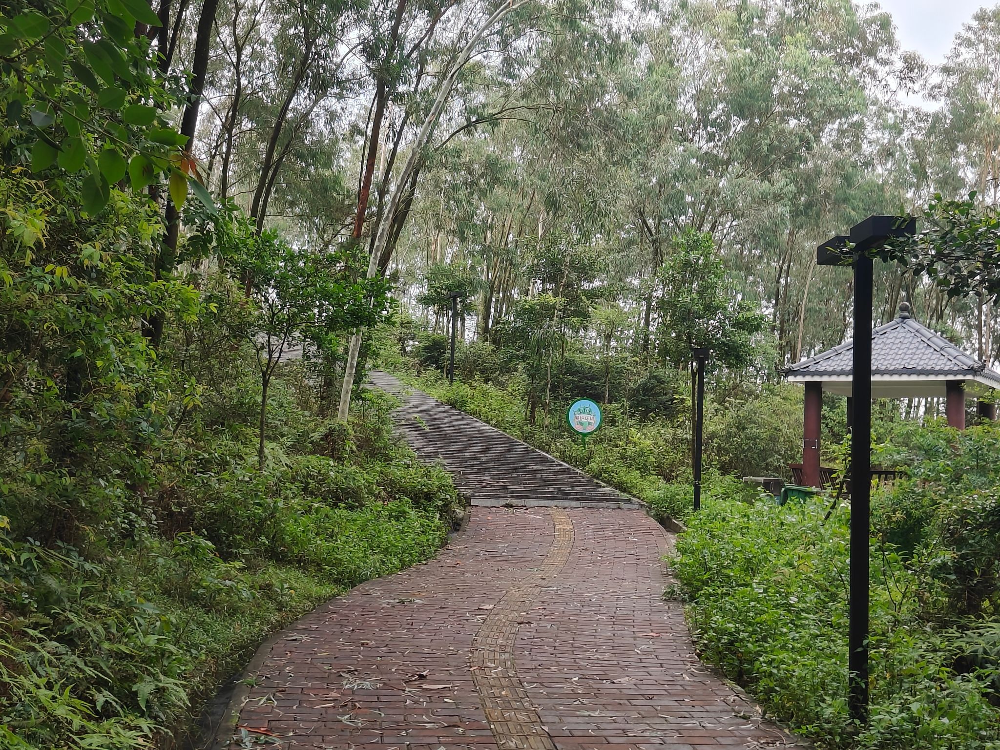 石龙山森林公园旅行图片 2