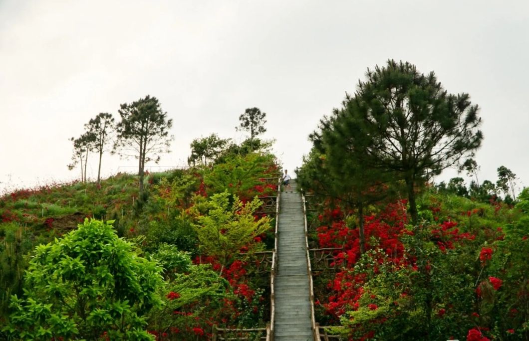 石龙山森林公园旅行图片 3