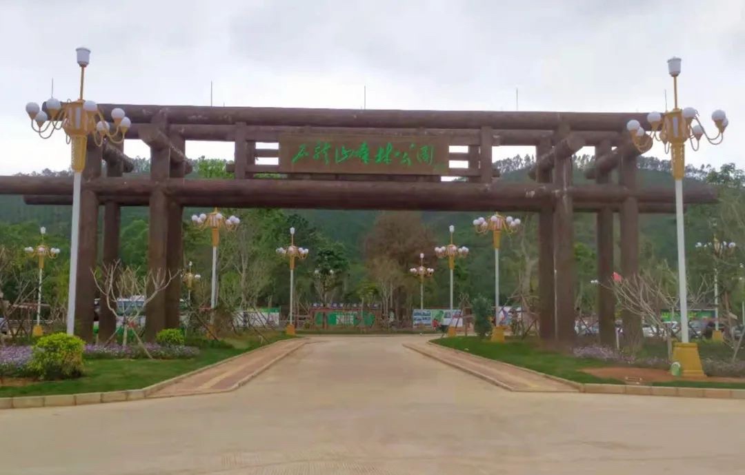 石龙山森林公园旅行图片 3