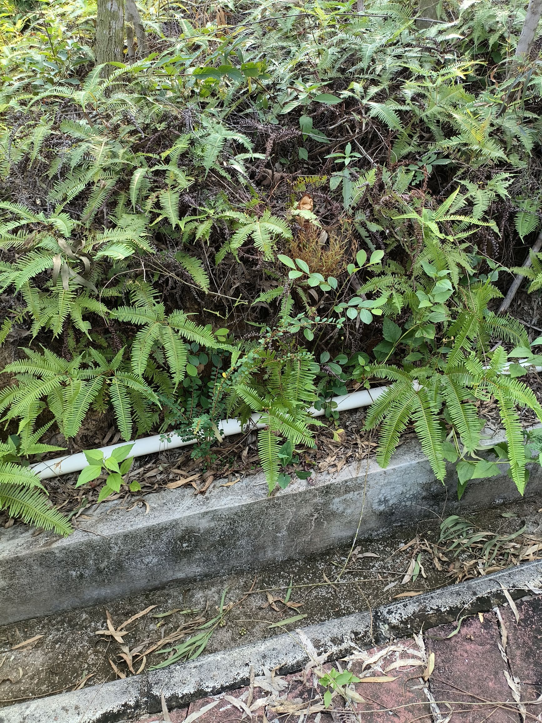 石龙山森林公园旅行图片 1