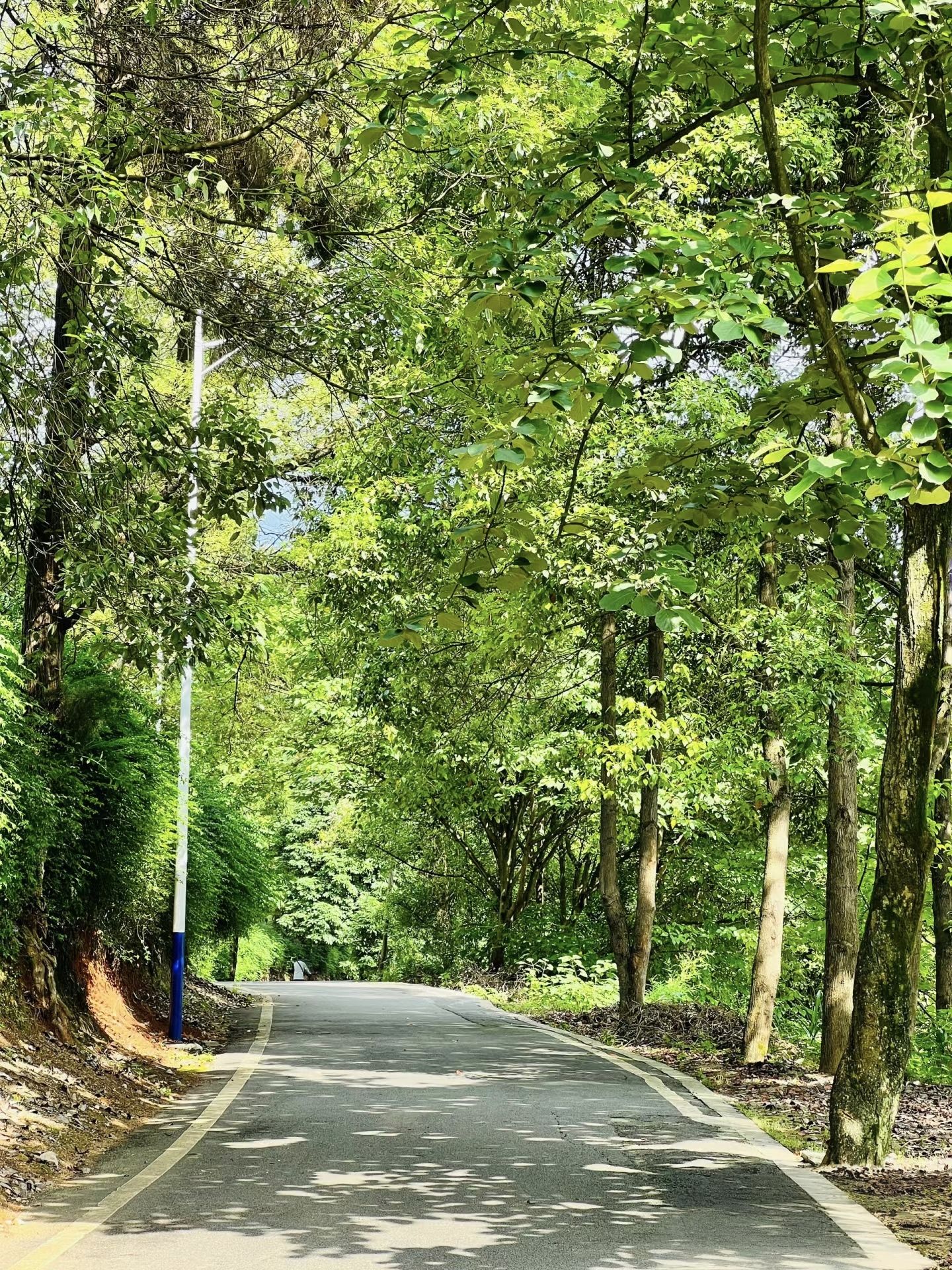 酉溪生态公园广场旅行图片 2