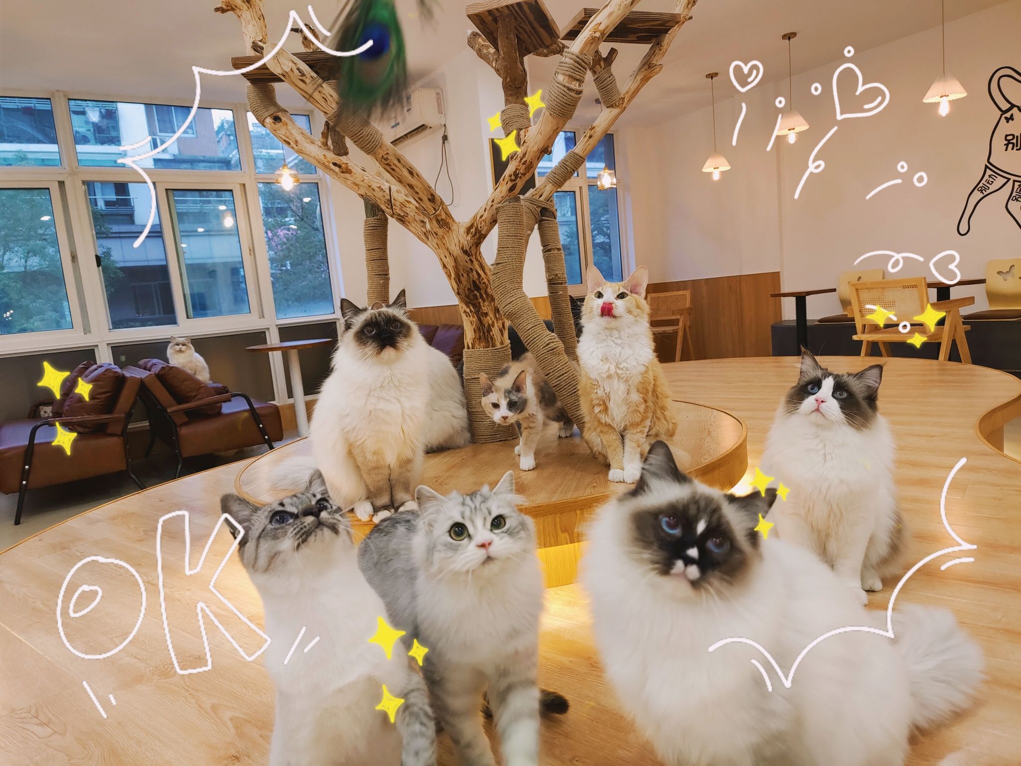 吉喵猫咖·撸猫·电玩·观影