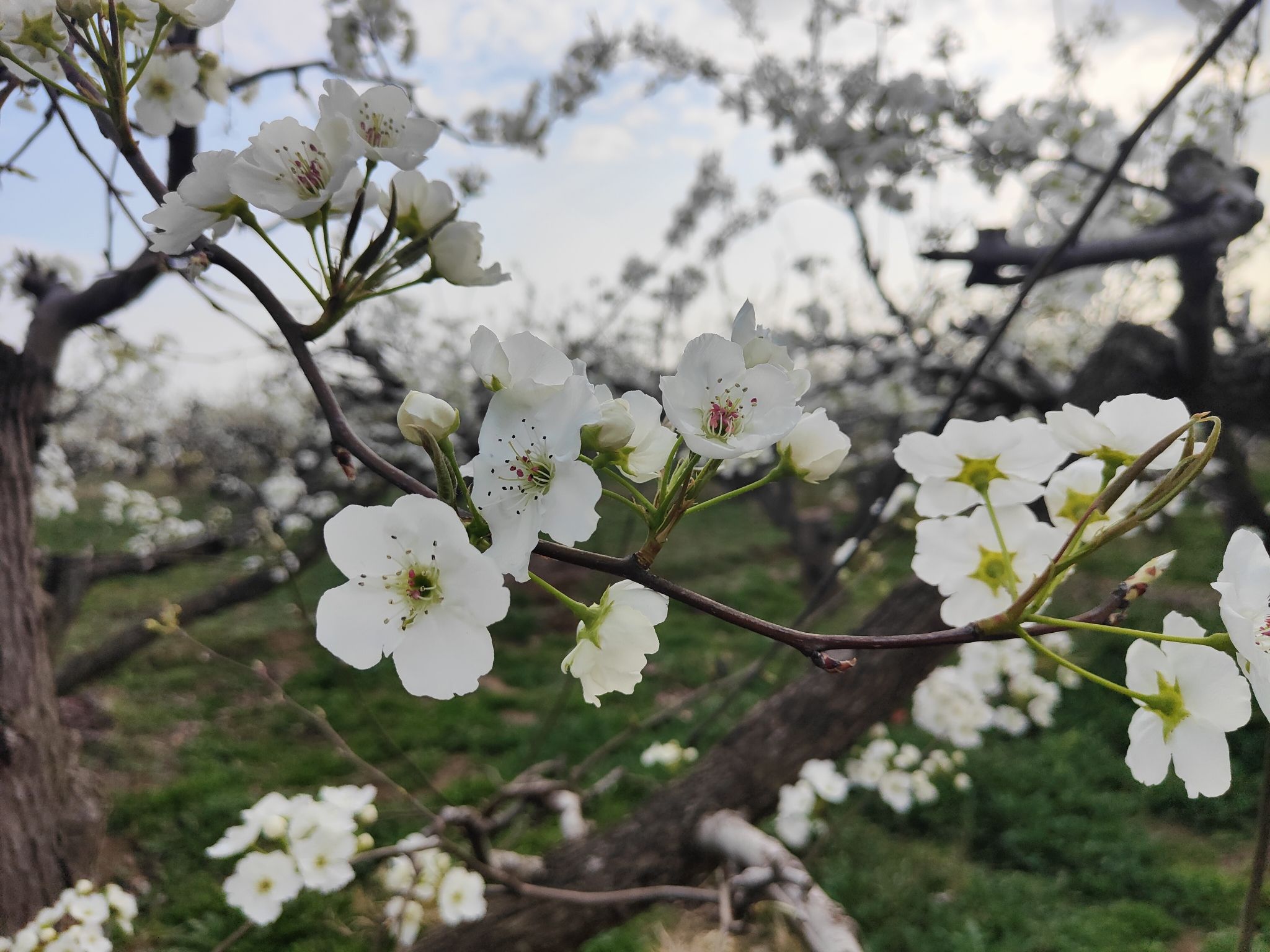雄关御道·古淀梨湾旅行图片 3