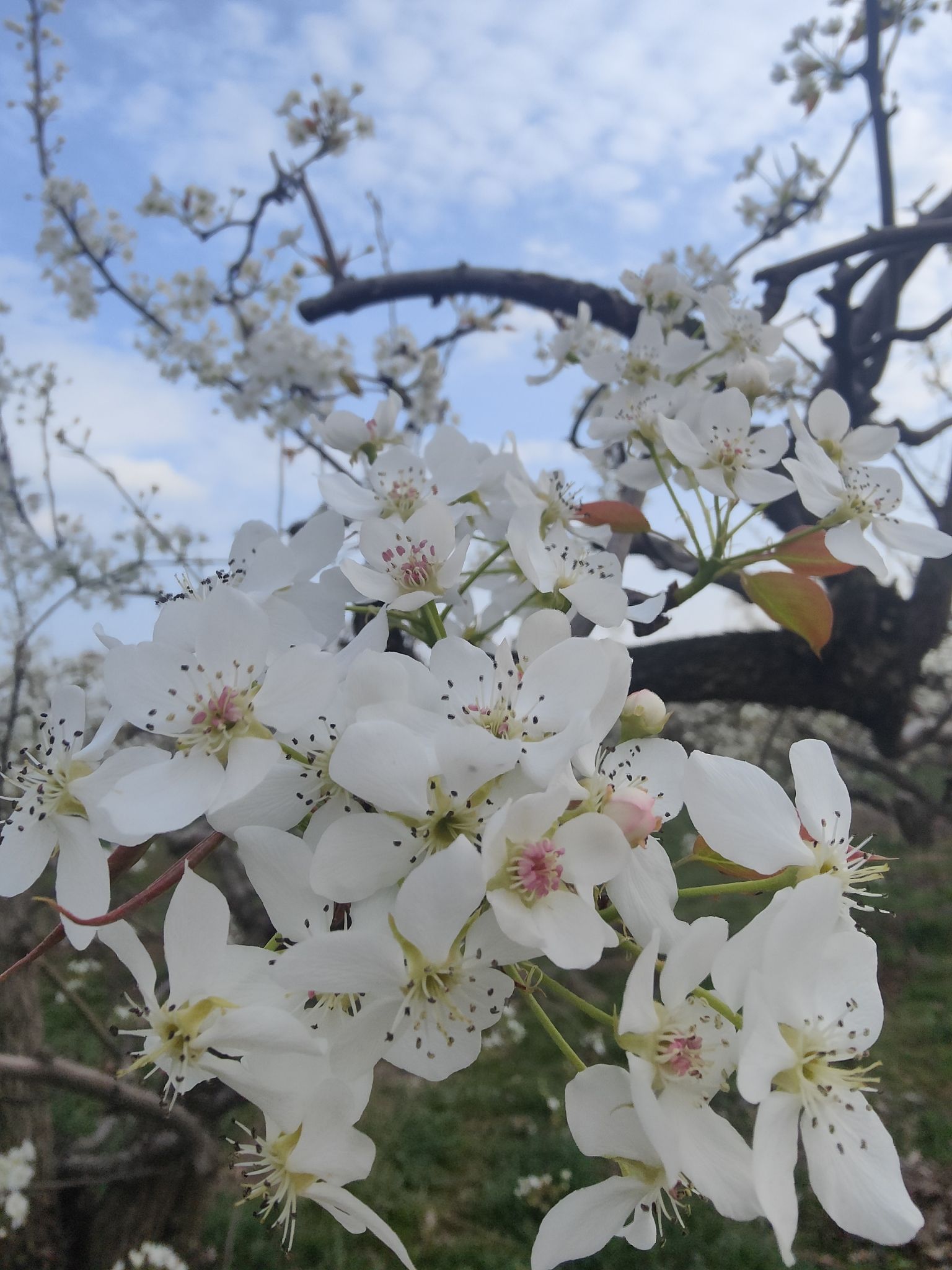 雄关御道·古淀梨湾旅行图片 1