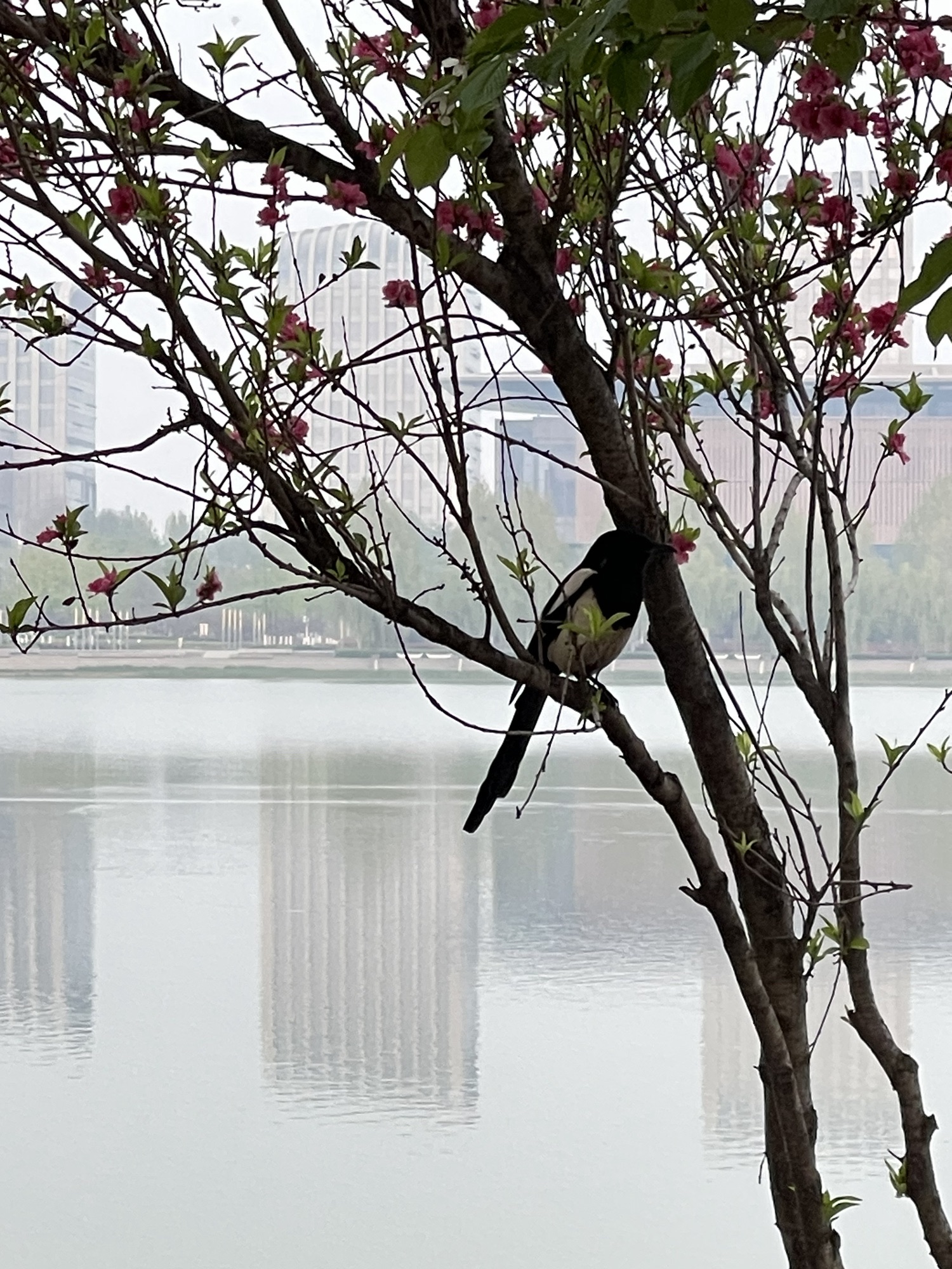 市民公园旅行图片 2