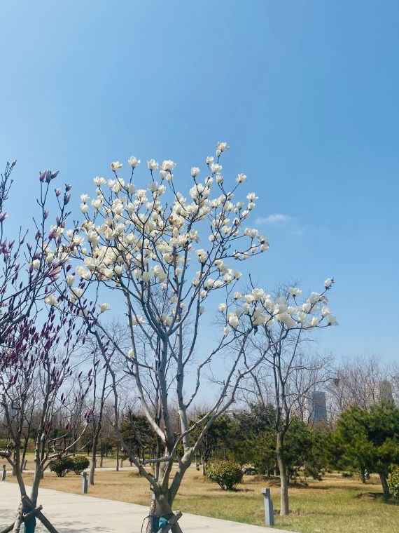 市民公园旅行图片 2