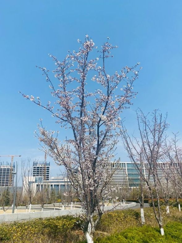 市民公园旅行图片 1