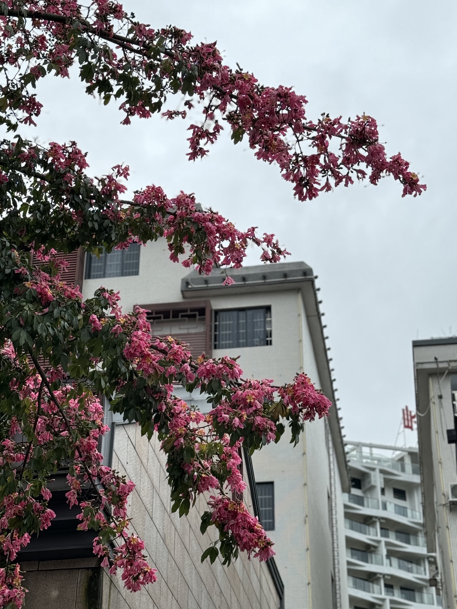 流溪温泉牌坊旅行图片 3