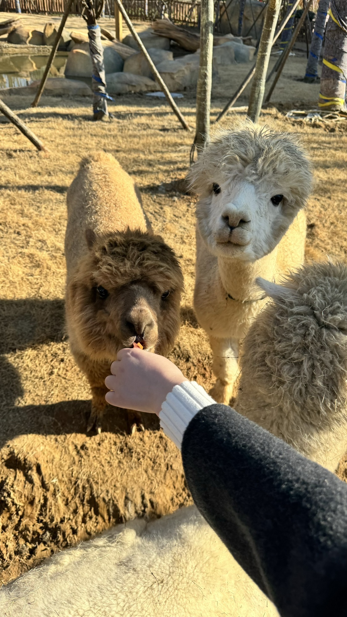兰亭森林动物王国旅行图片 1