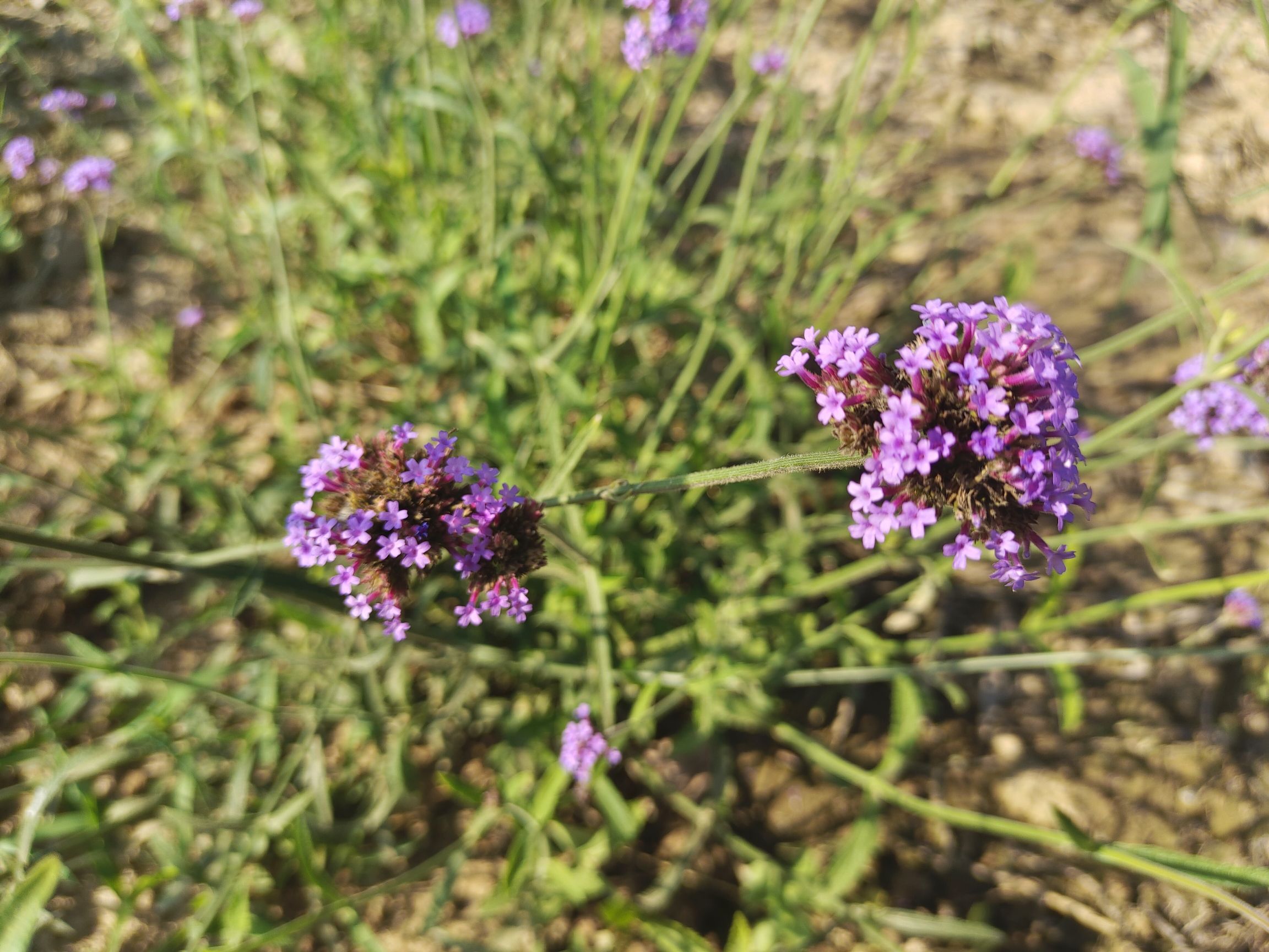 锦绣花海旅行图片 1