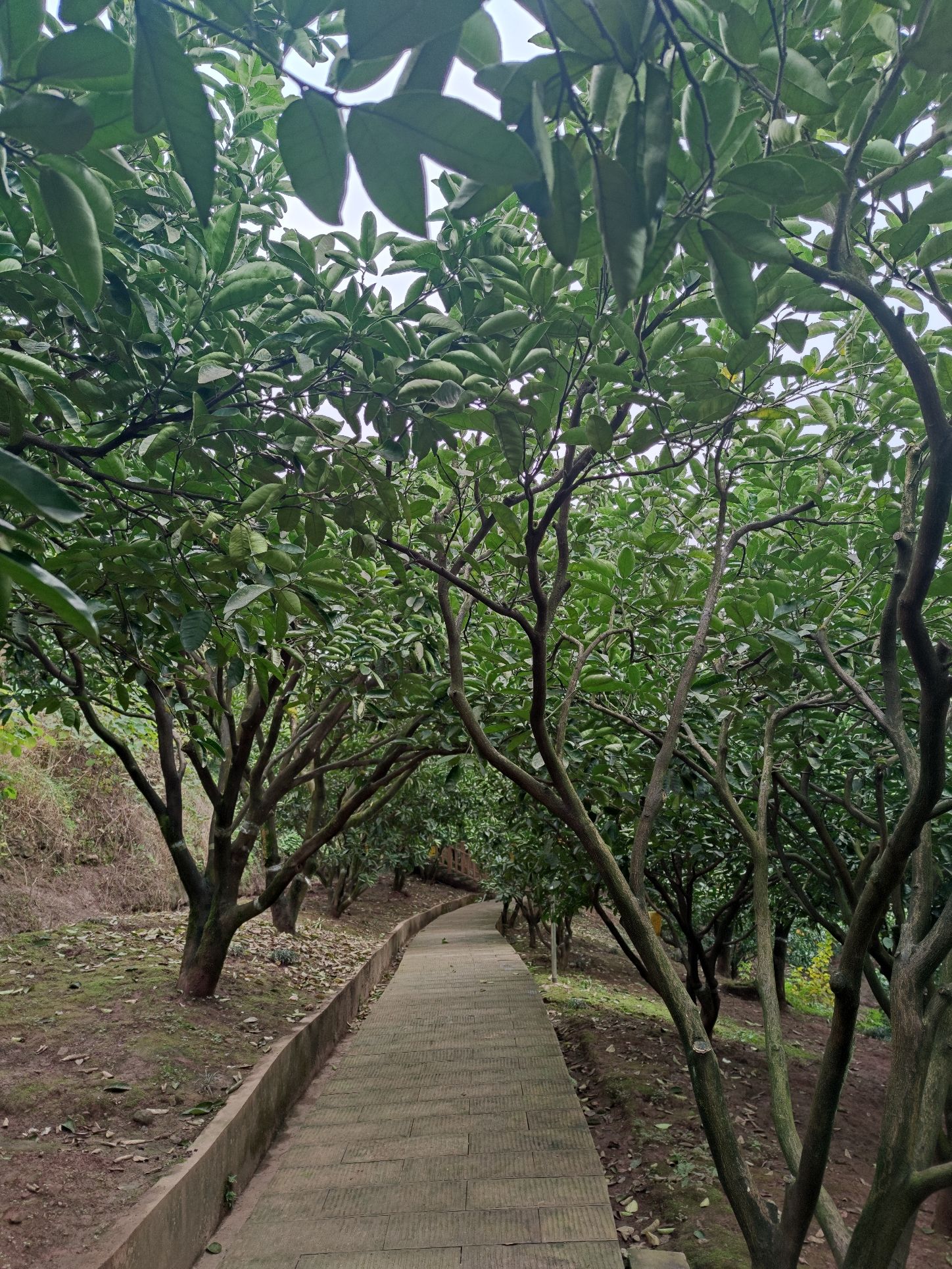 龙安柚母本园观景平台旅行图片 3