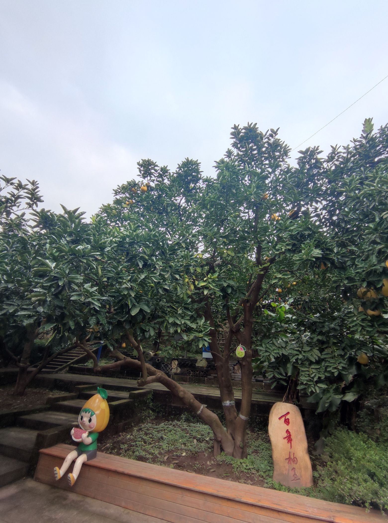 龙安柚母本园观景平台旅行图片 2