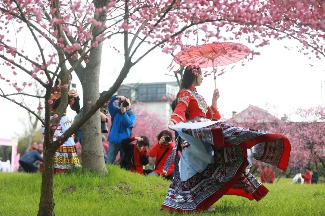 王家兜古梅园旅行图片