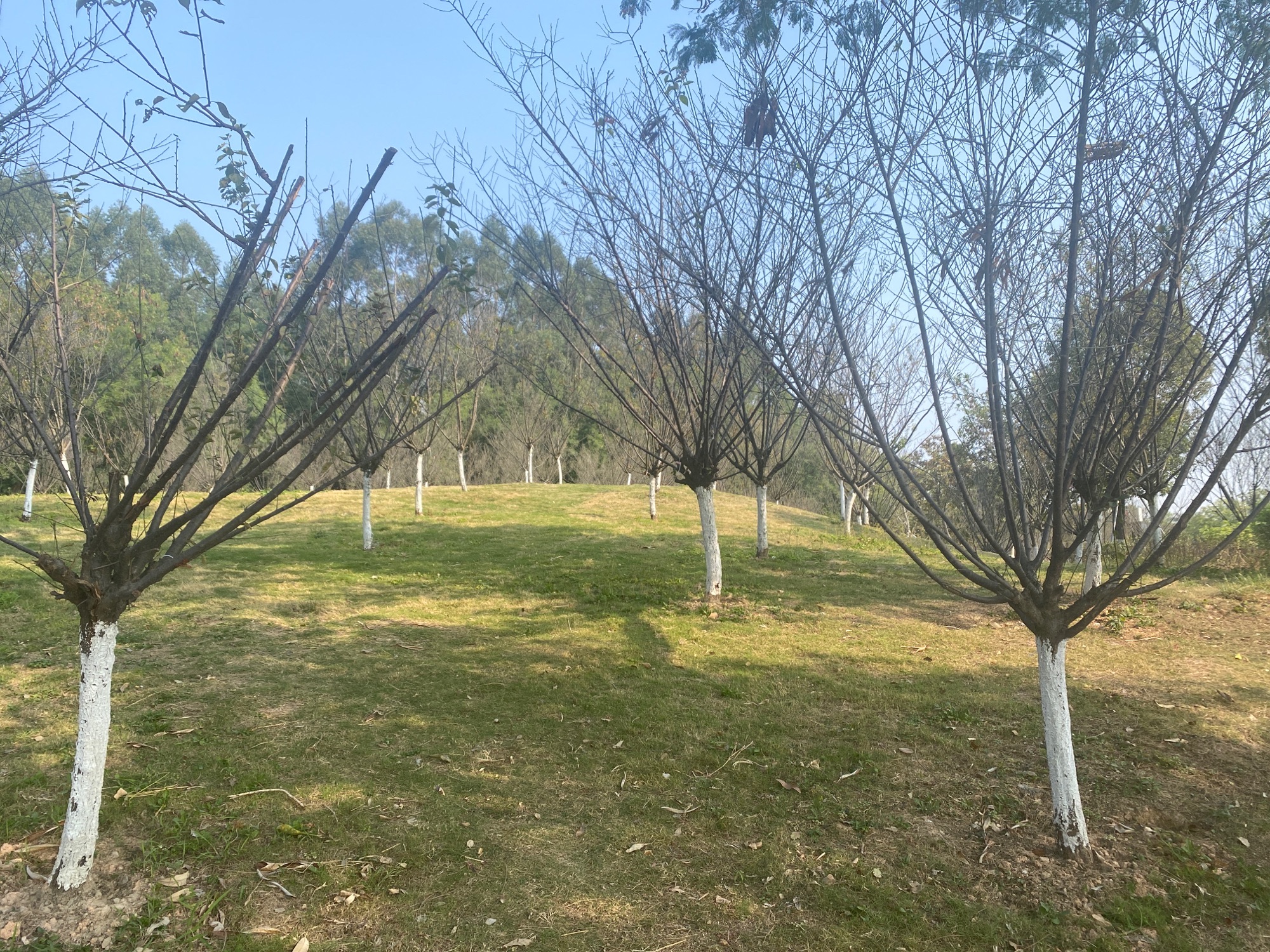 大水田香梅公园旅行图片 2