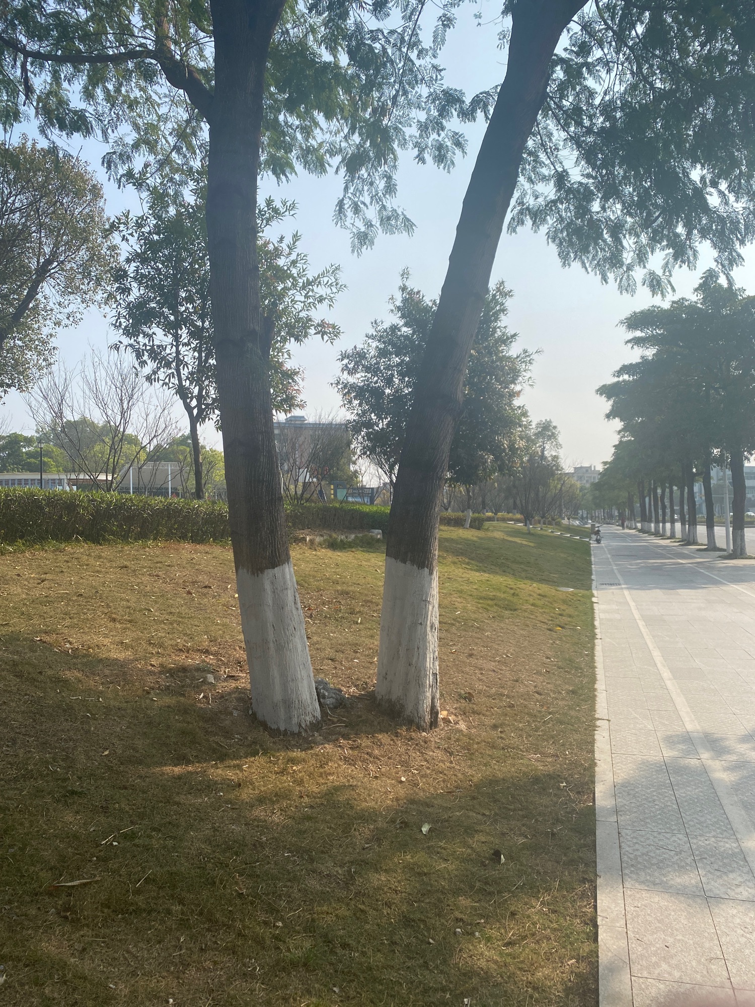 大水田香梅公园旅行图片 1