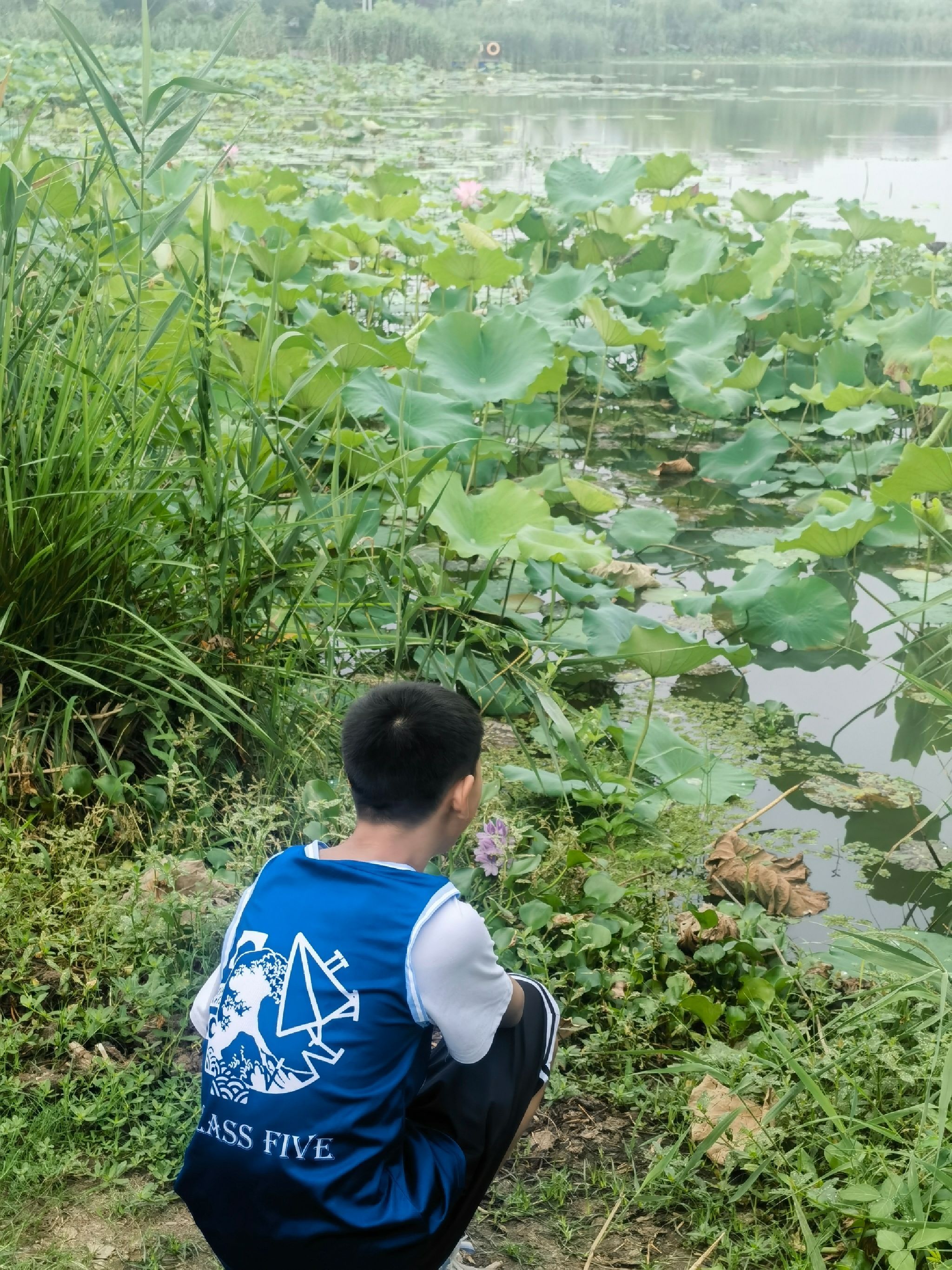 荷花公园旅行图片 3