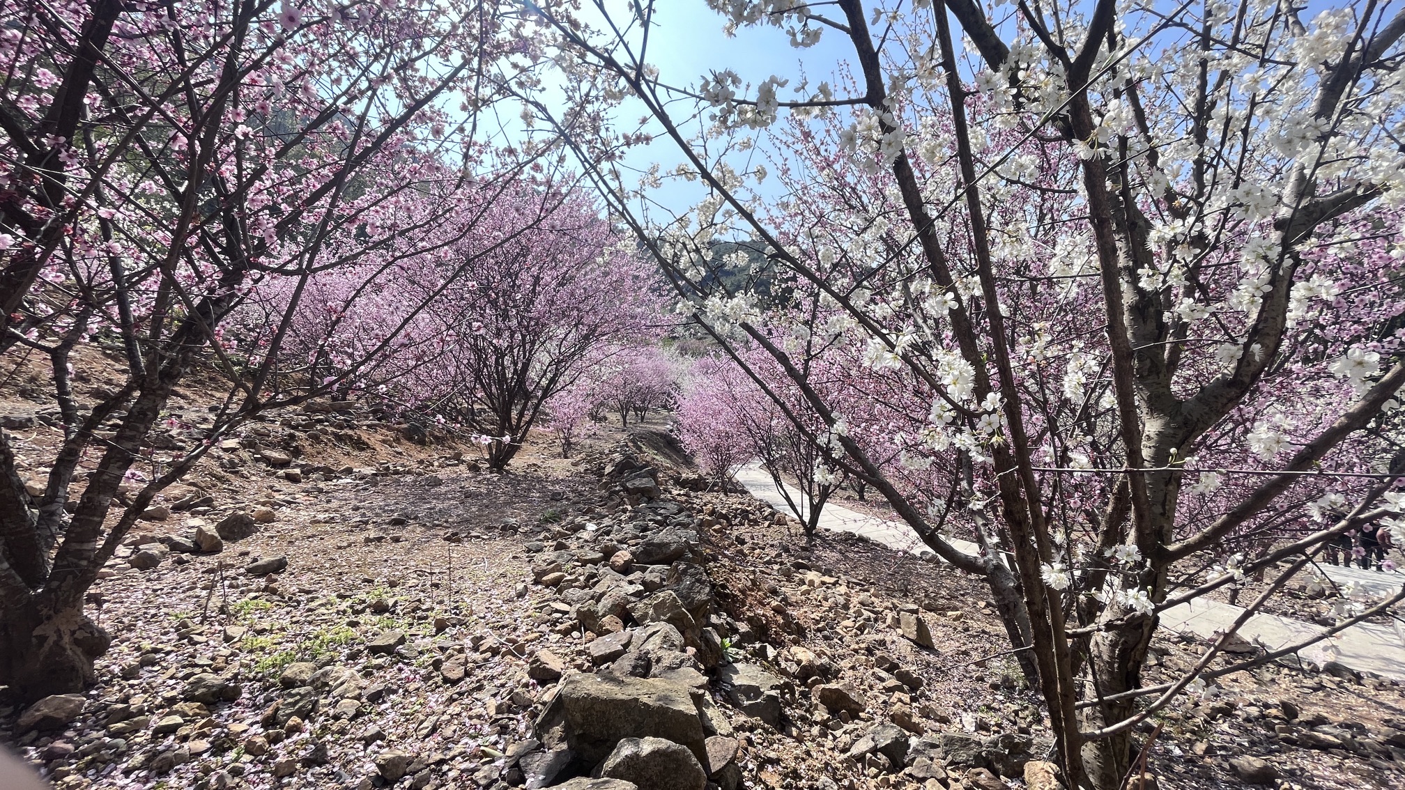 李花谷旅行图片 1