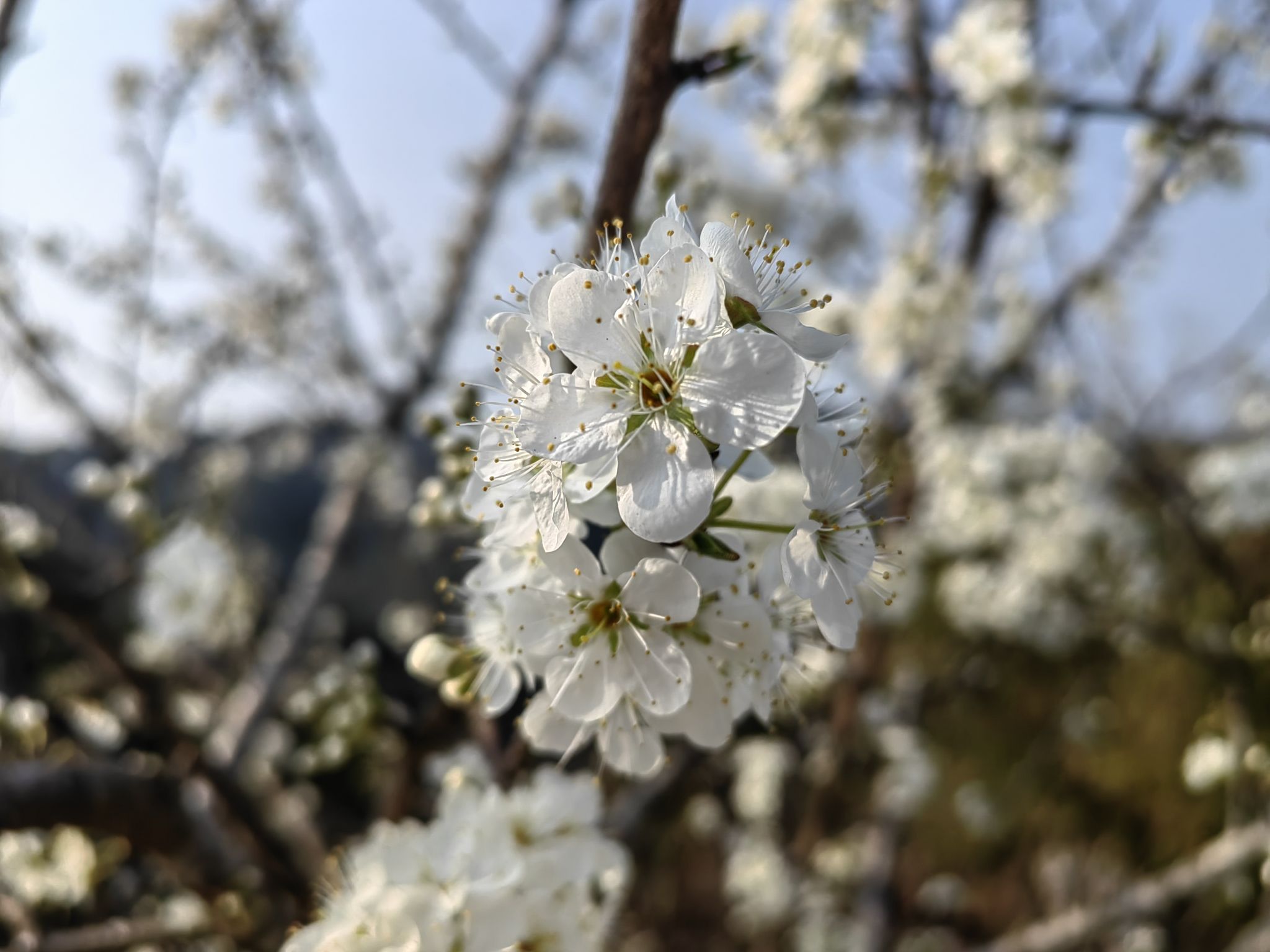 李花谷旅行图片 3