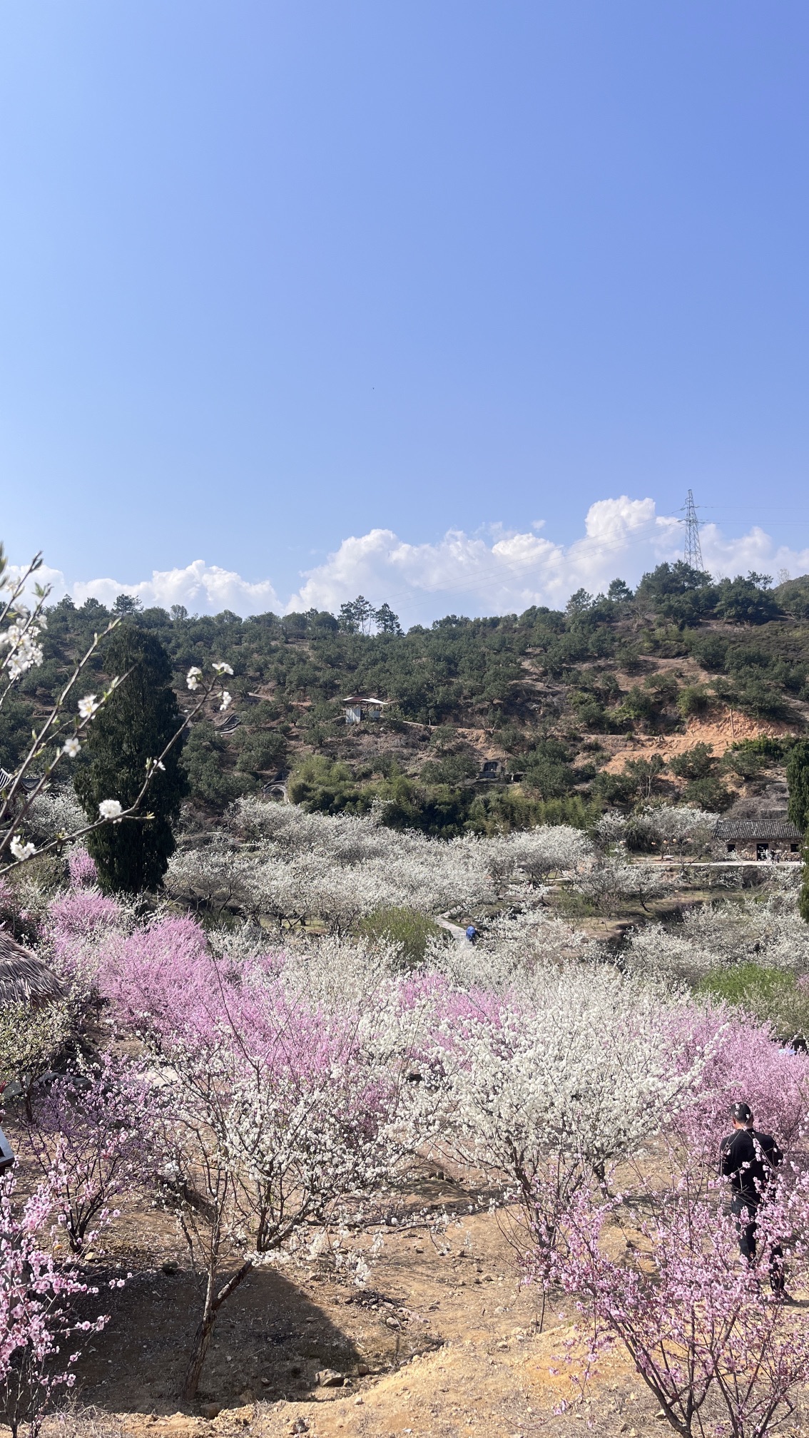 李花谷旅行图片 2