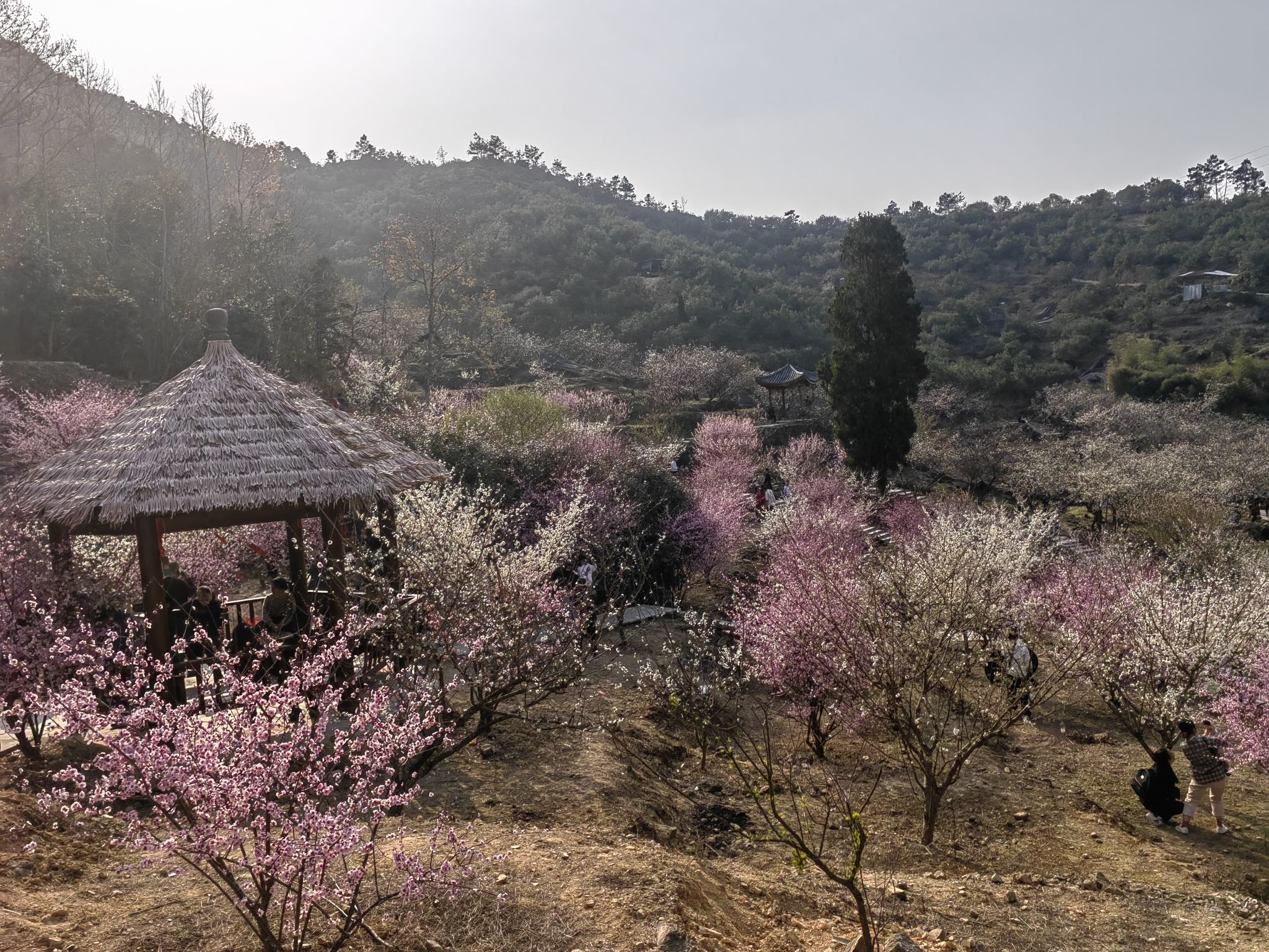 李花谷旅行图片 2