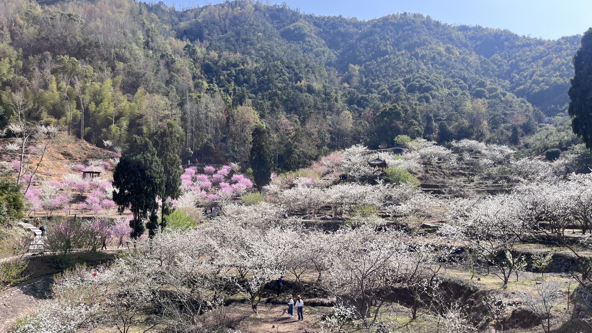 李花谷旅行图片 3