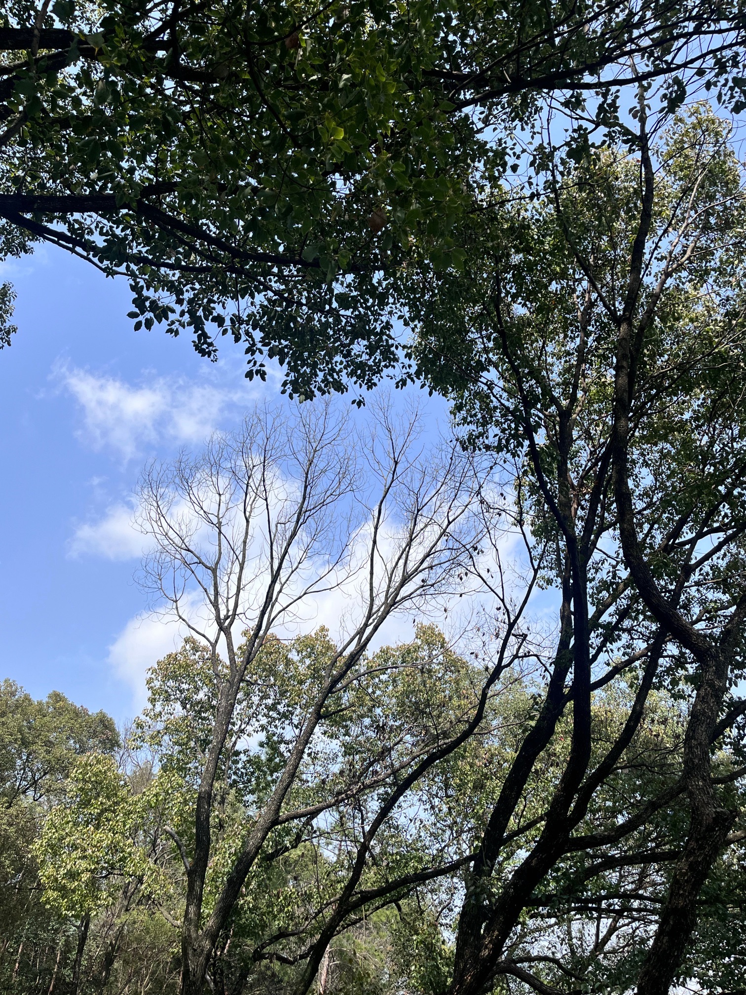 磨盘山森林公园旅行图片 2