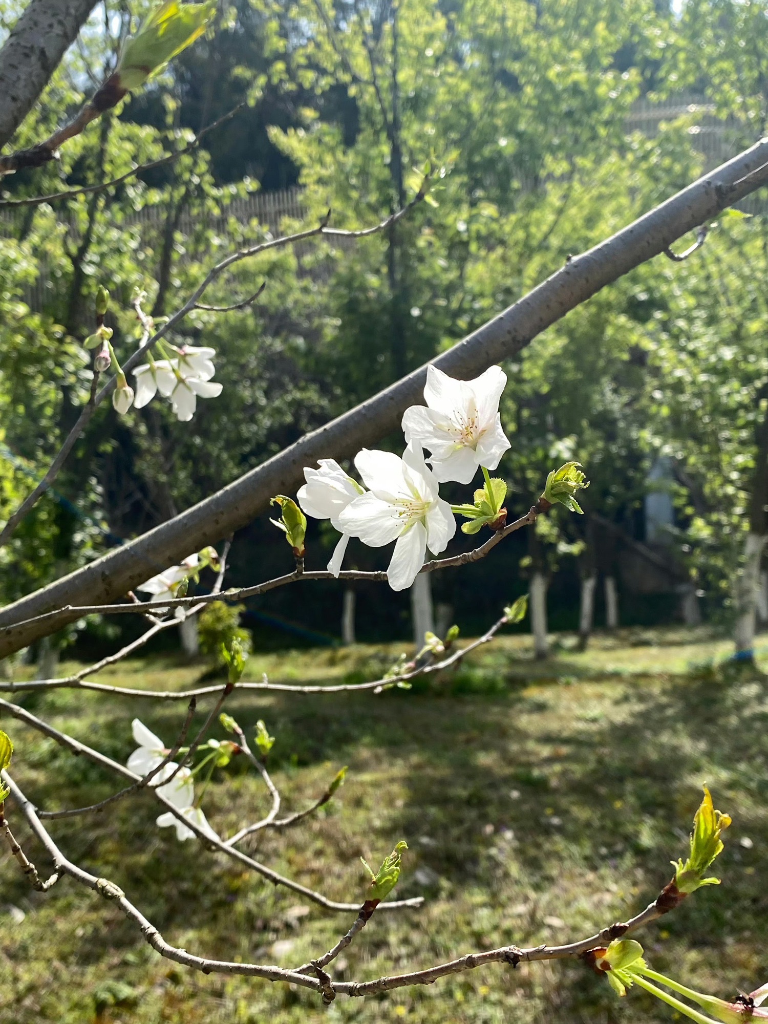 磨盘山森林公园旅行图片 1