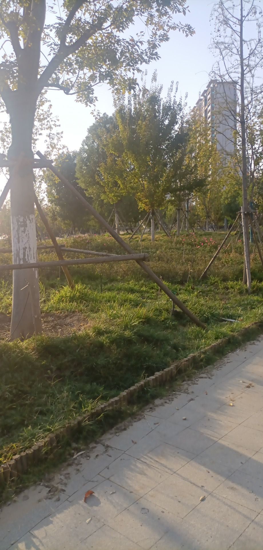 北外环带状公园的第2张图片的图片资料