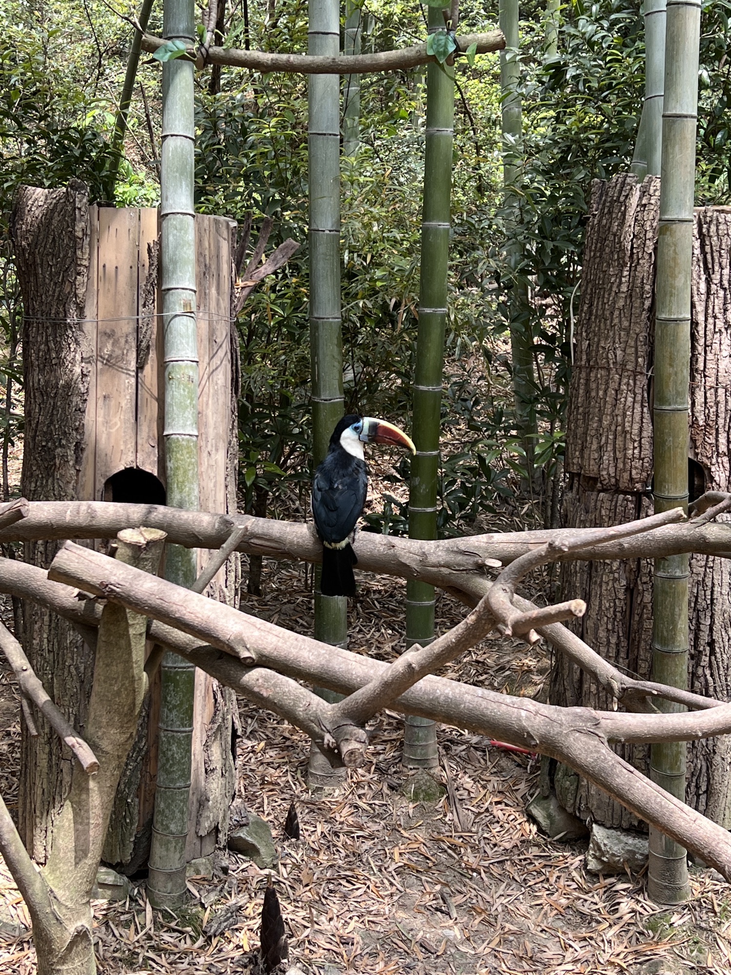 长颈鹿庄园旅行图片 3