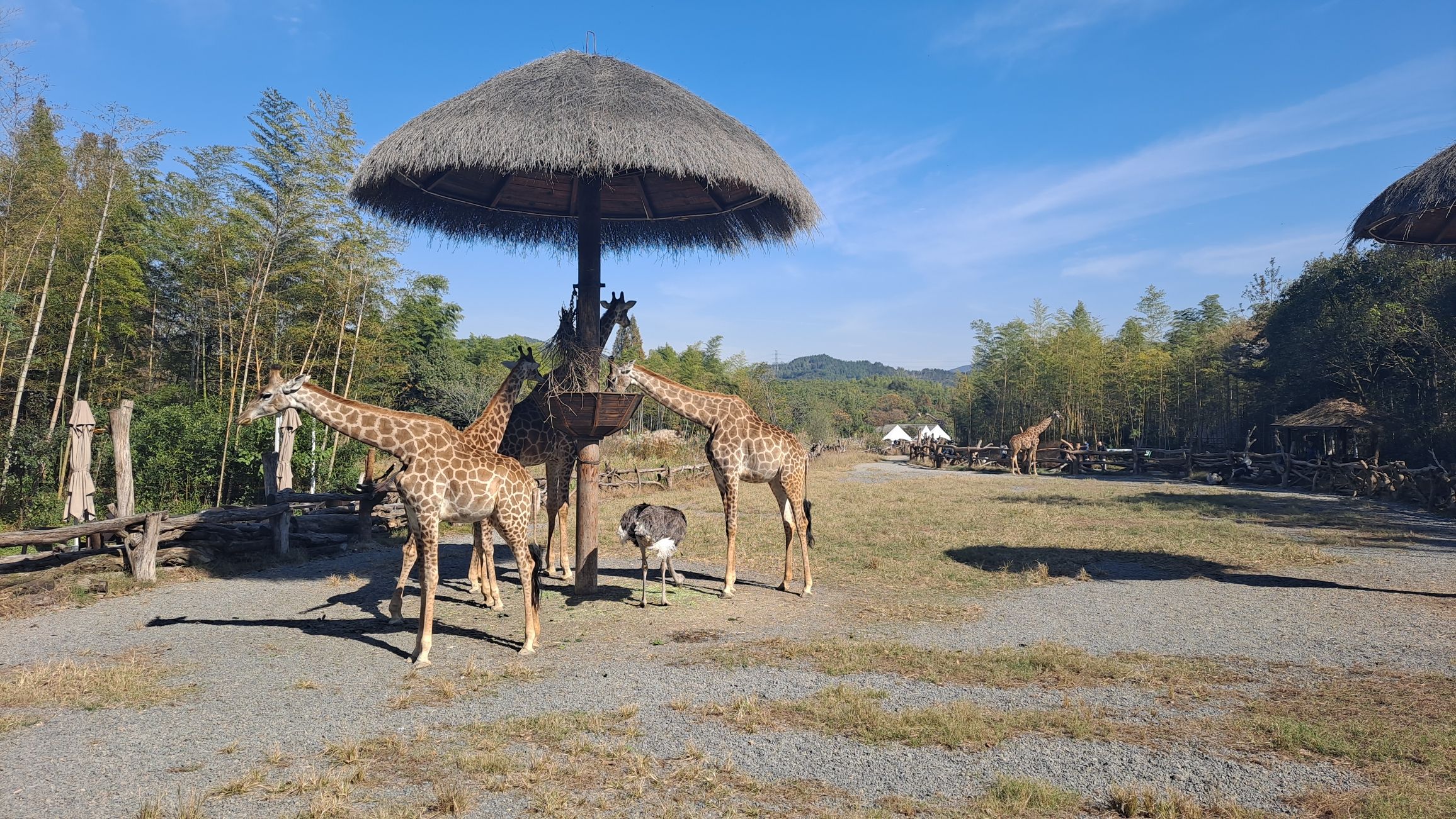 长颈鹿庄园旅行图片 1