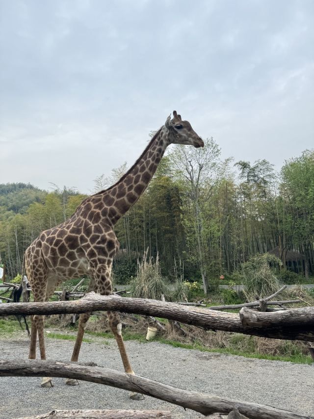 长颈鹿庄园旅行图片 2
