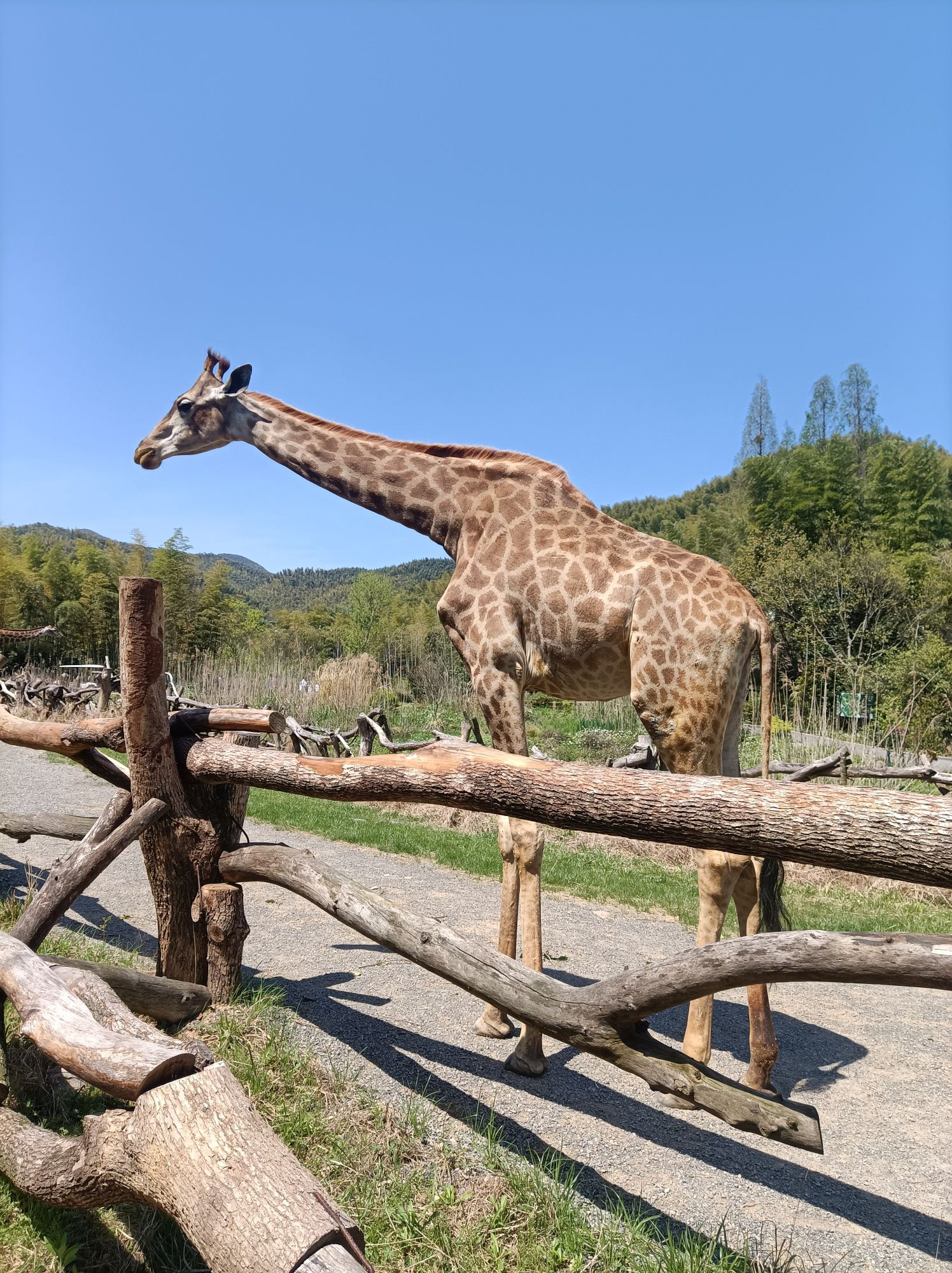 长颈鹿庄园旅行图片 2