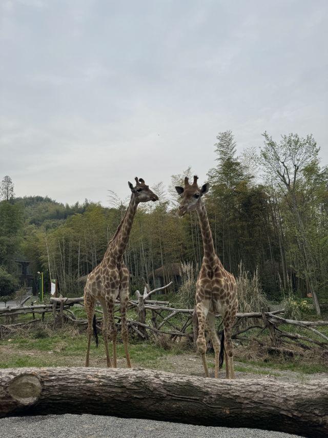 长颈鹿庄园旅行图片 1