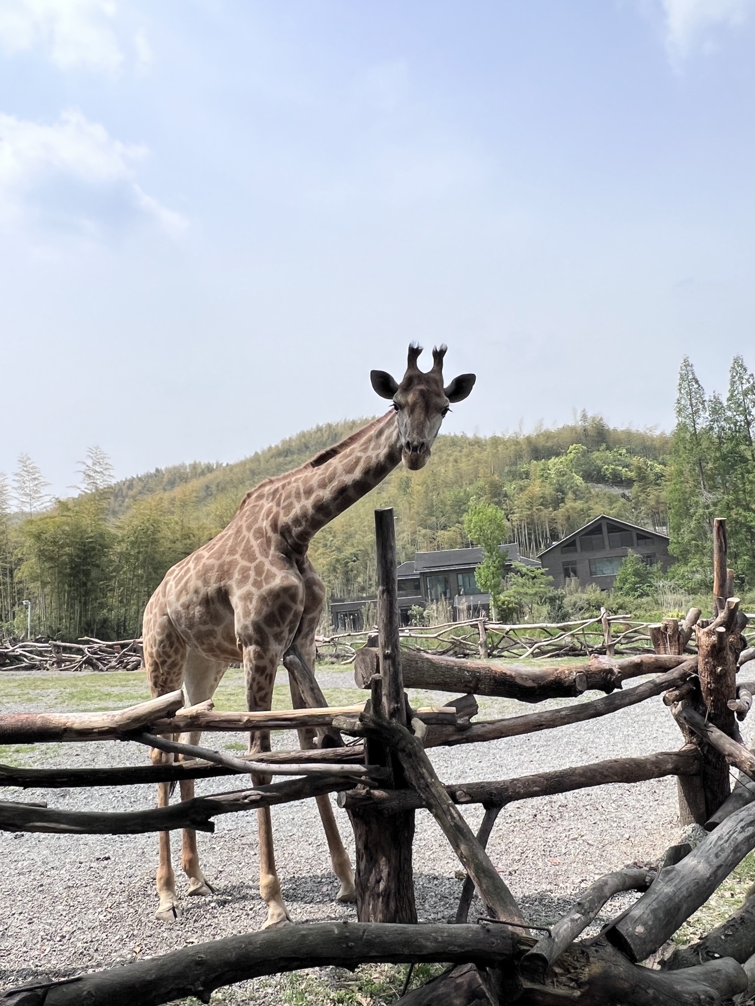 长颈鹿庄园旅行图片 2